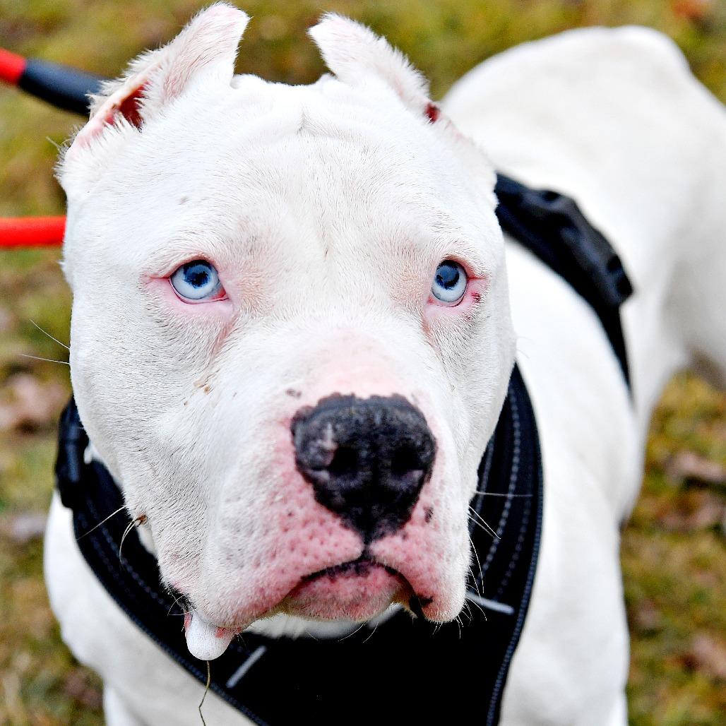 Enlarge Bubbles, a Adoptable Pit Bull Terrier in York, PA image 4/6
