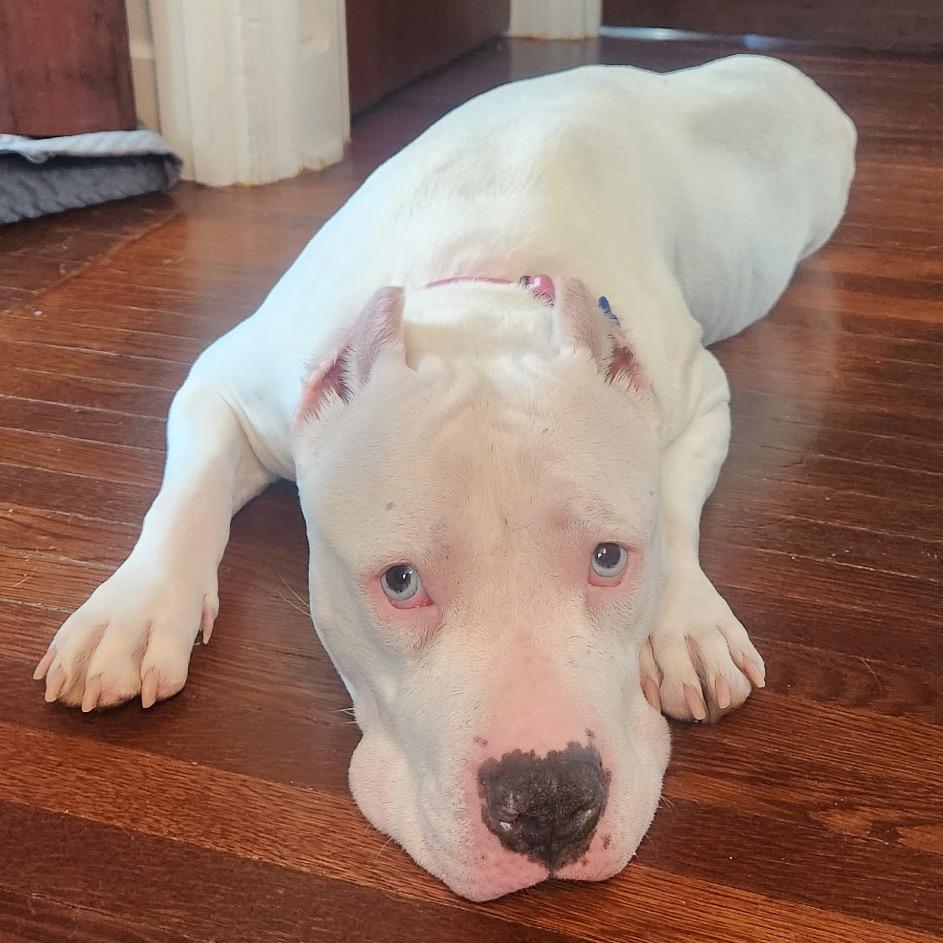 Enlarge Bubbles, a Adoptable Pit Bull Terrier in York, PA image 5/6