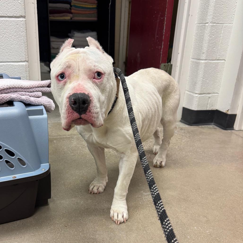 Enlarge Bubbles, a Adoptable Pit Bull Terrier in York, PA image 6/6