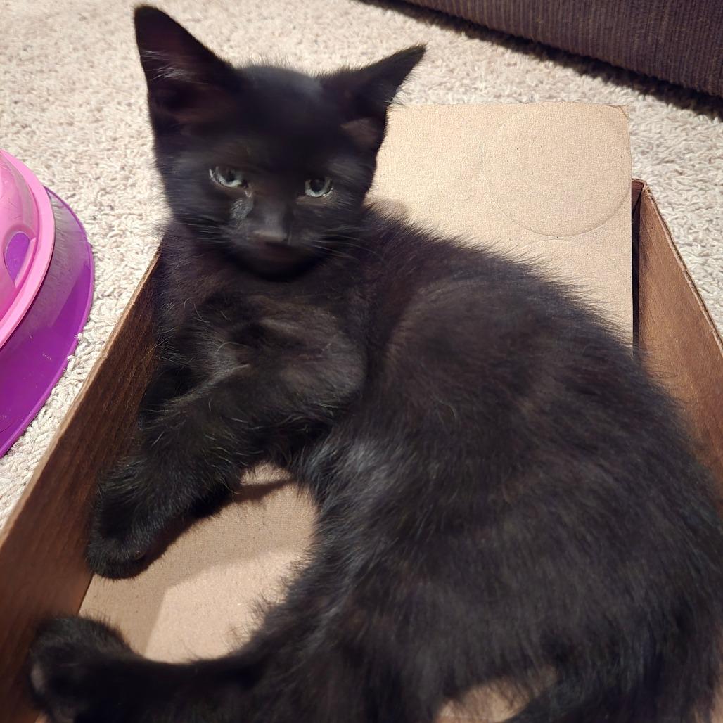 Justice, Adoptable, Kitten Female Domestic Short Hair.