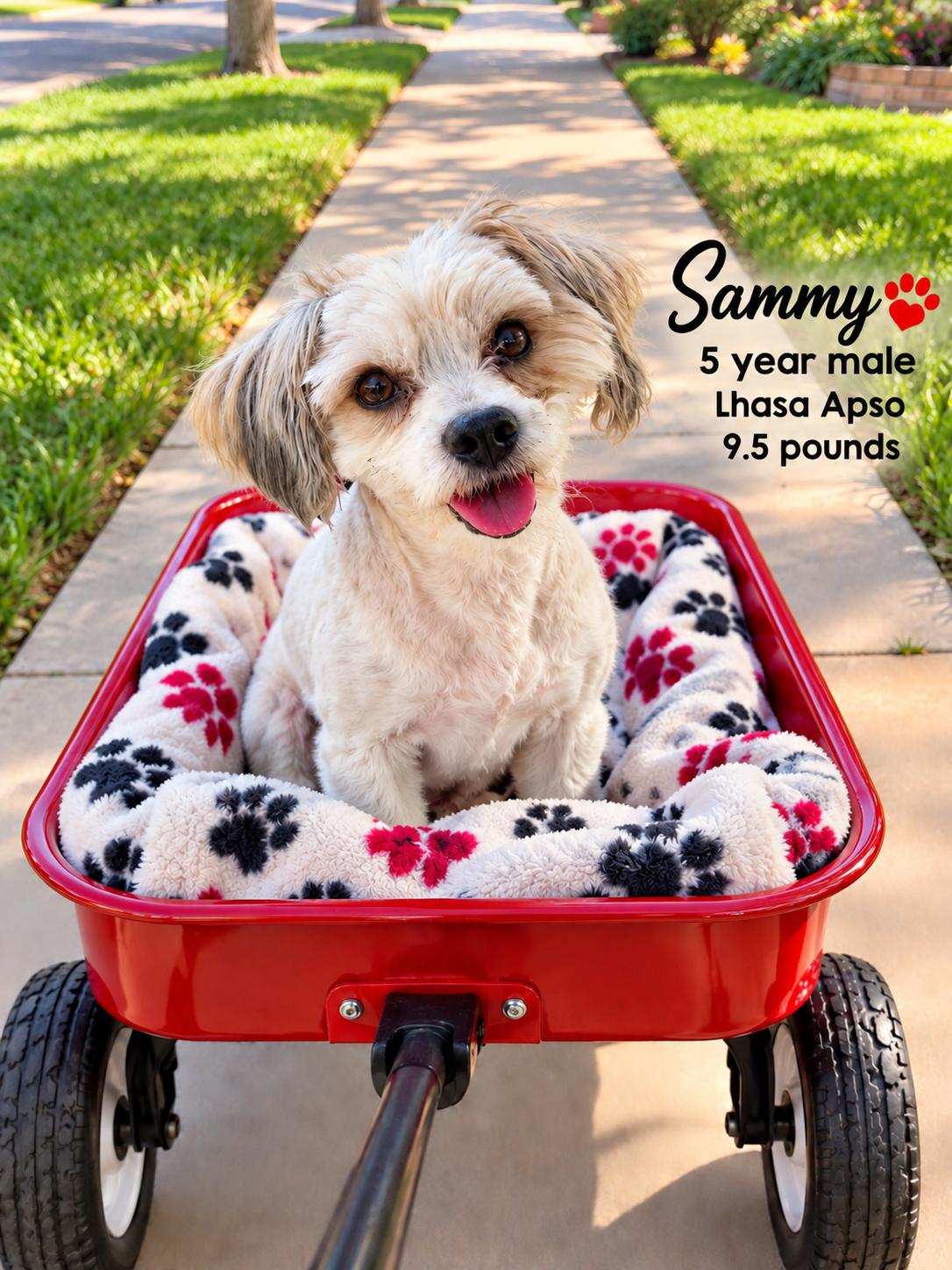 SAMMY - 5 YEAR MALE LHASA APSO 9.5 POUNDS- PETCO, 5011 E. RAY ROAD, PHX 85044 ON SATURDAY, 09/19, Adoptable, Adult Male Lhasa Apso.