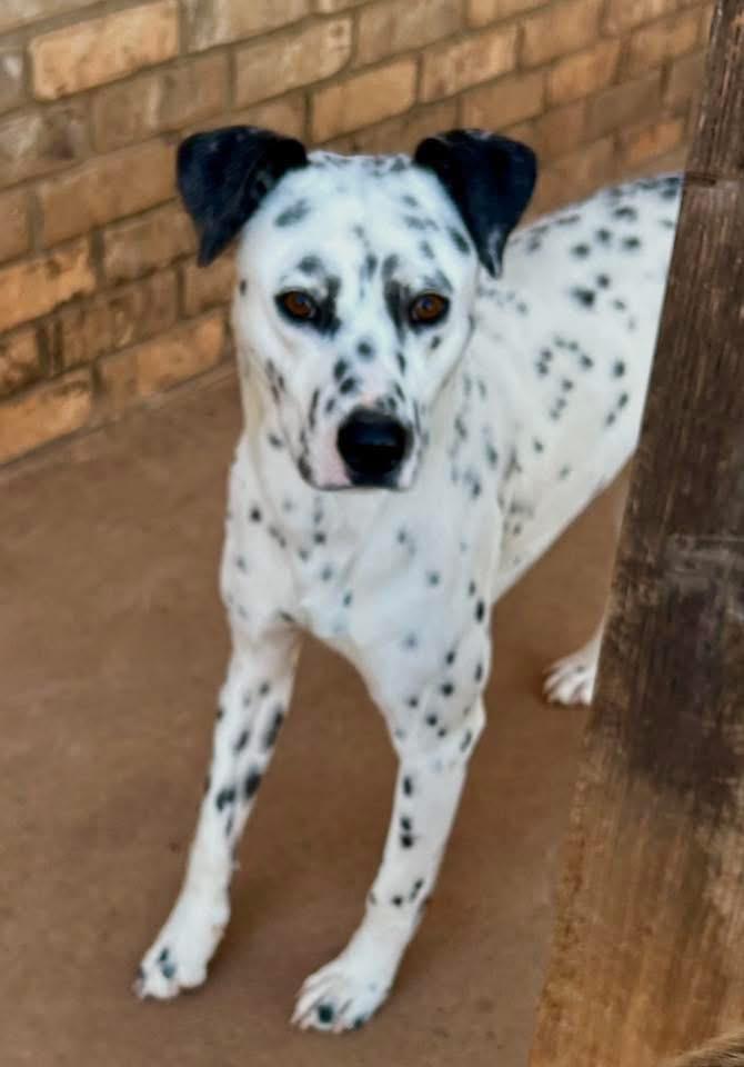 Billy, Adoptable, Young Male Dalmatian.