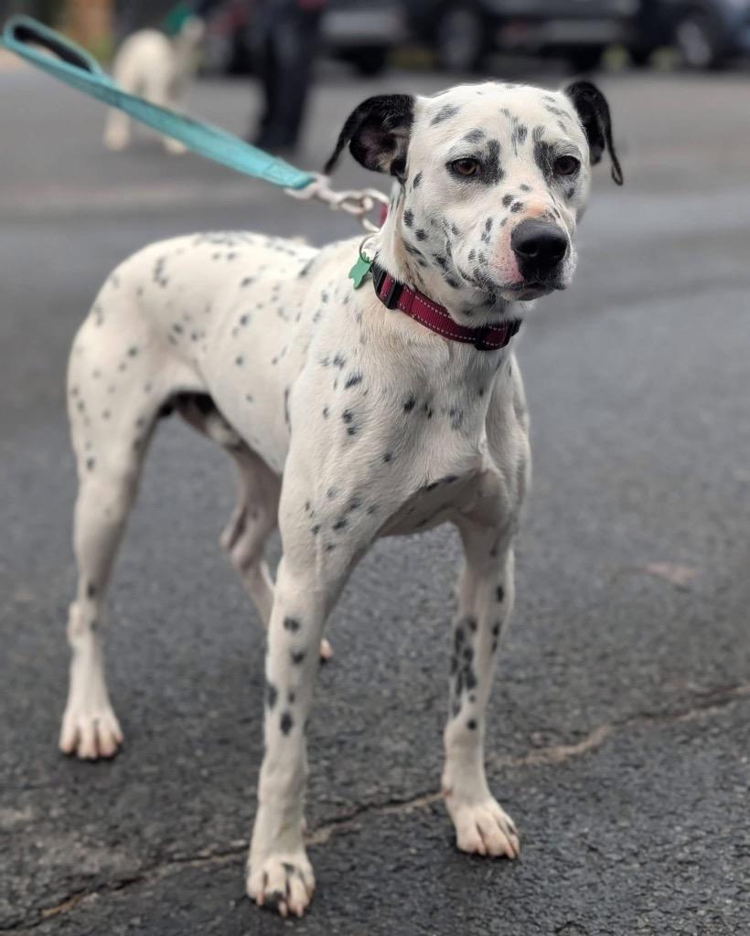 Enlarge Billy, a Adoptable mixed breed in North Syracuse, NY image 2/2
