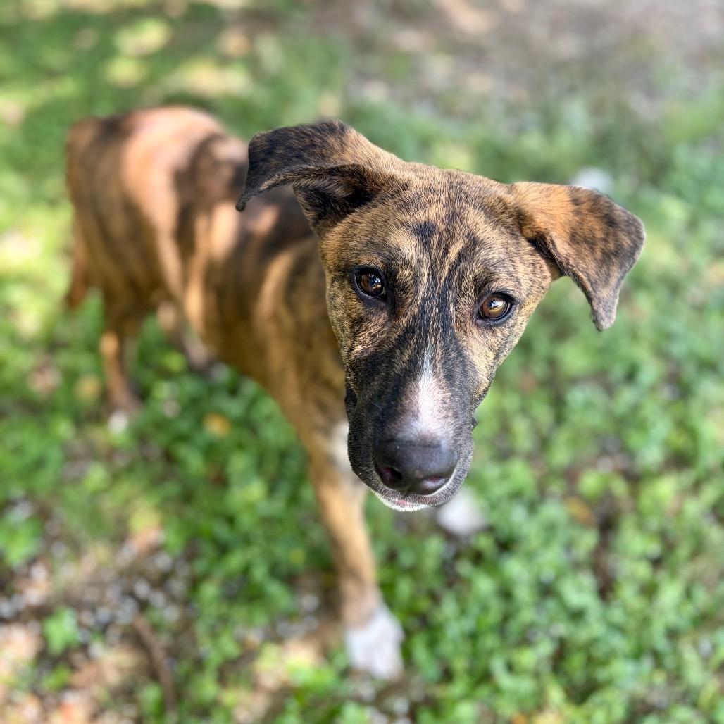 Koda 26-05-033, a Adoptable mixed breed in Bastrop, TX image 2/4