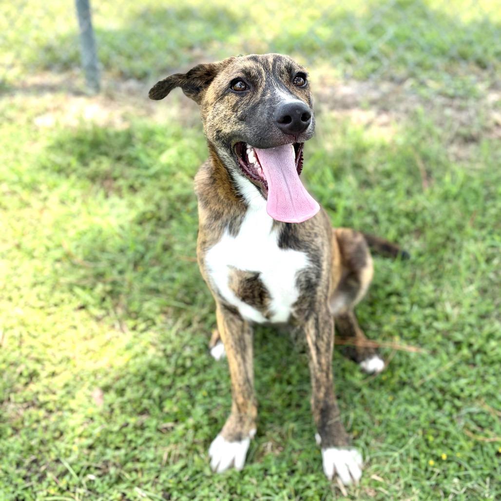 Koda 26-05-033, a Adoptable mixed breed in Bastrop, TX image 3/4