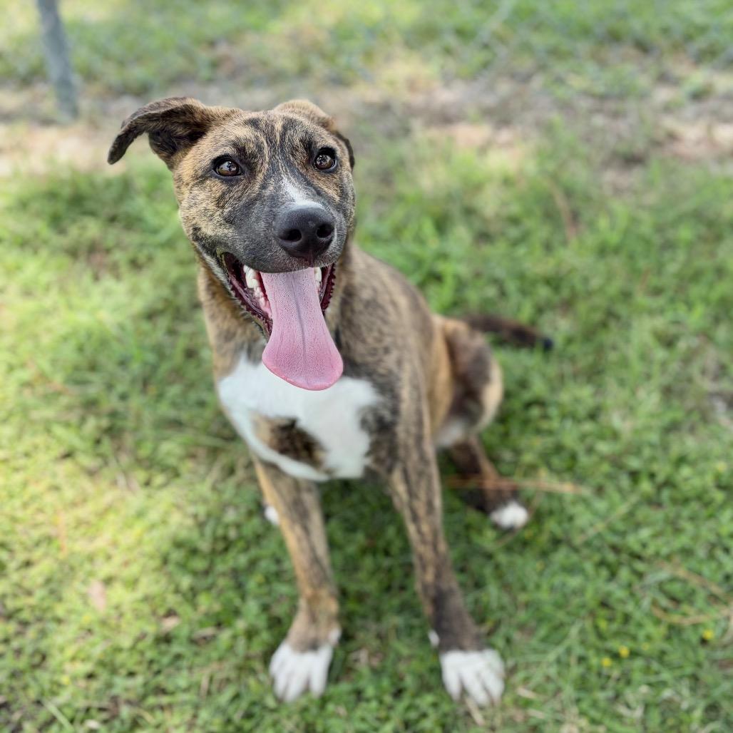 Koda 26-05-033, a Adoptable mixed breed in Bastrop, TX image 4/4