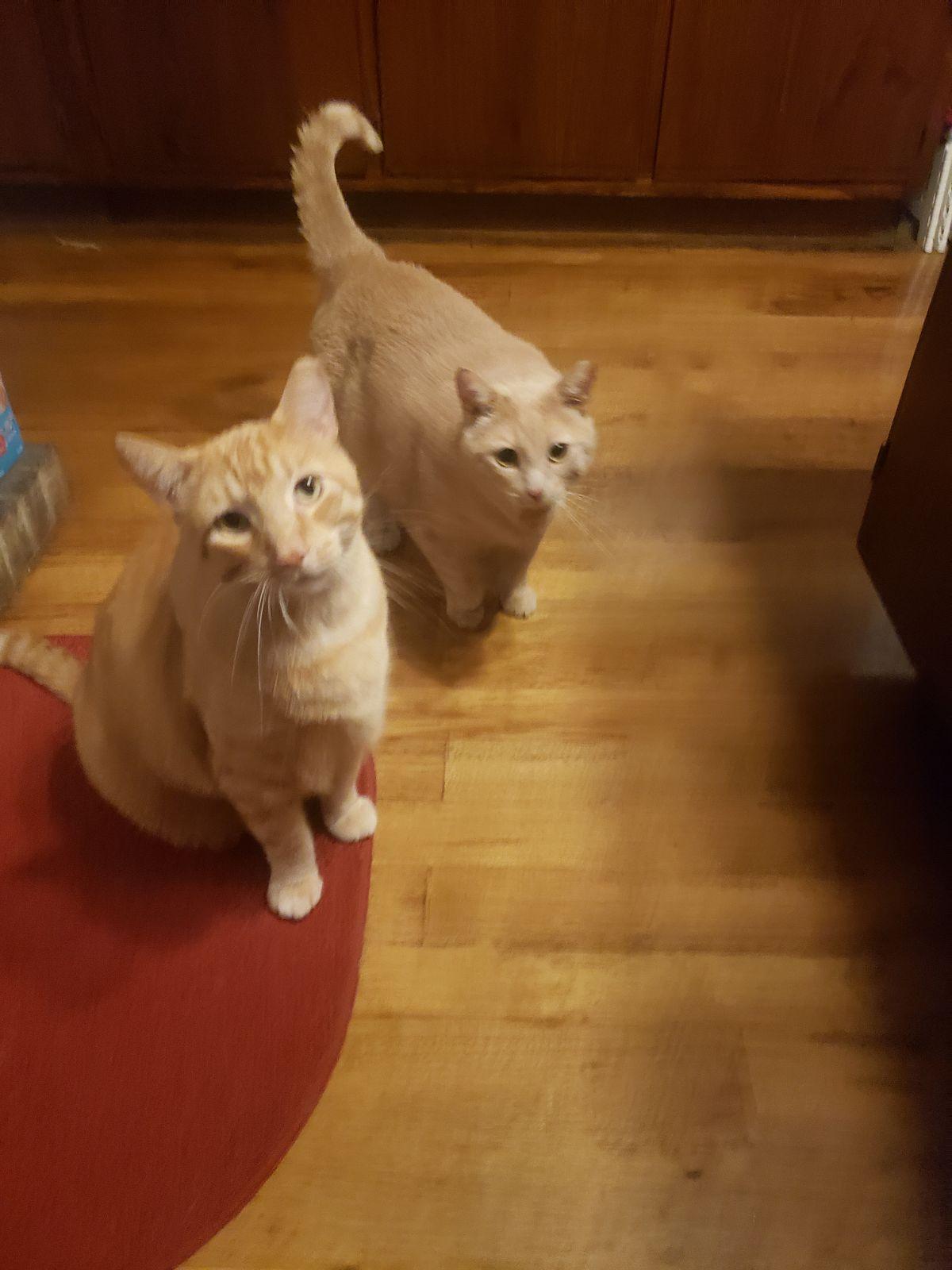 Pippen, Adoptable, Adult Male Domestic Short Hair.