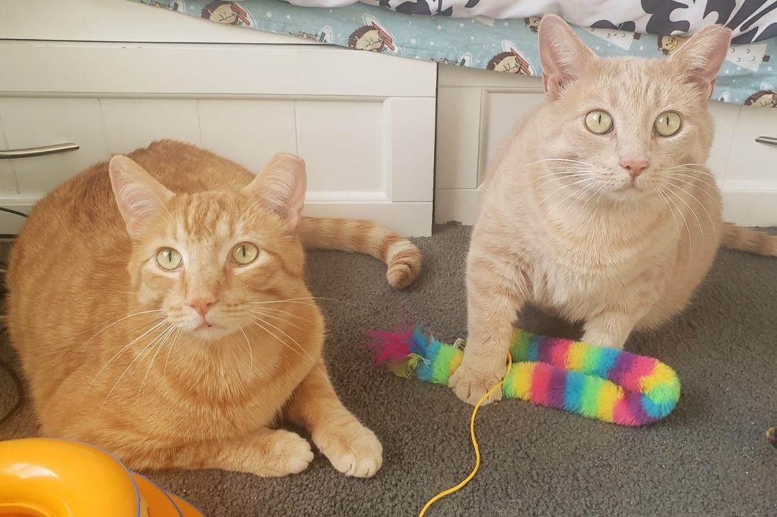 Pippen, a Adoptable Domestic Short Hair in Chicago, IL image 2/4