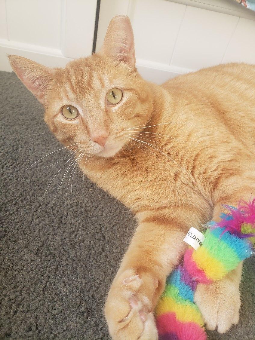 Pippen, a Adoptable Domestic Short Hair in Chicago, IL image 4/4