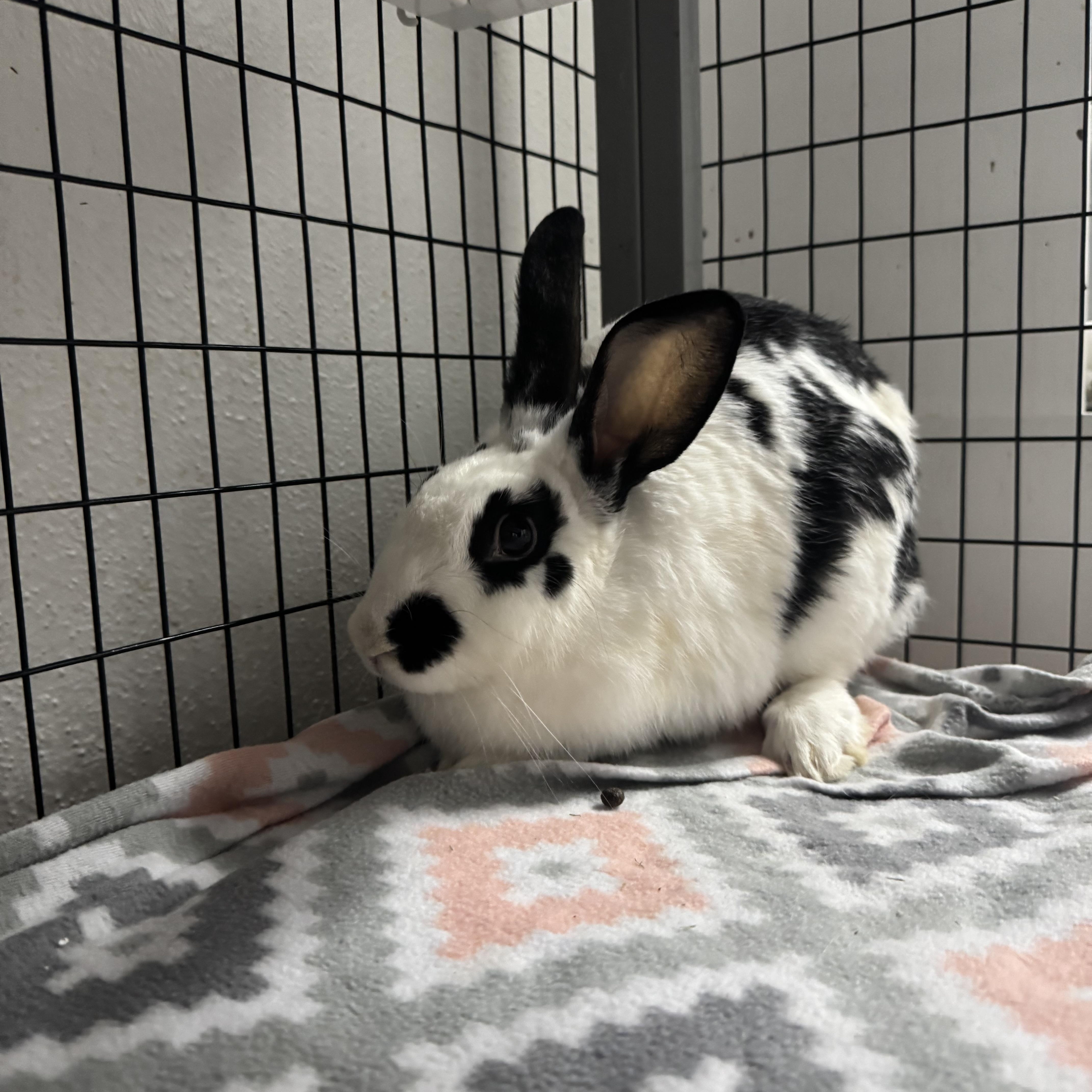 Madison, Adoptable, Young Female American.