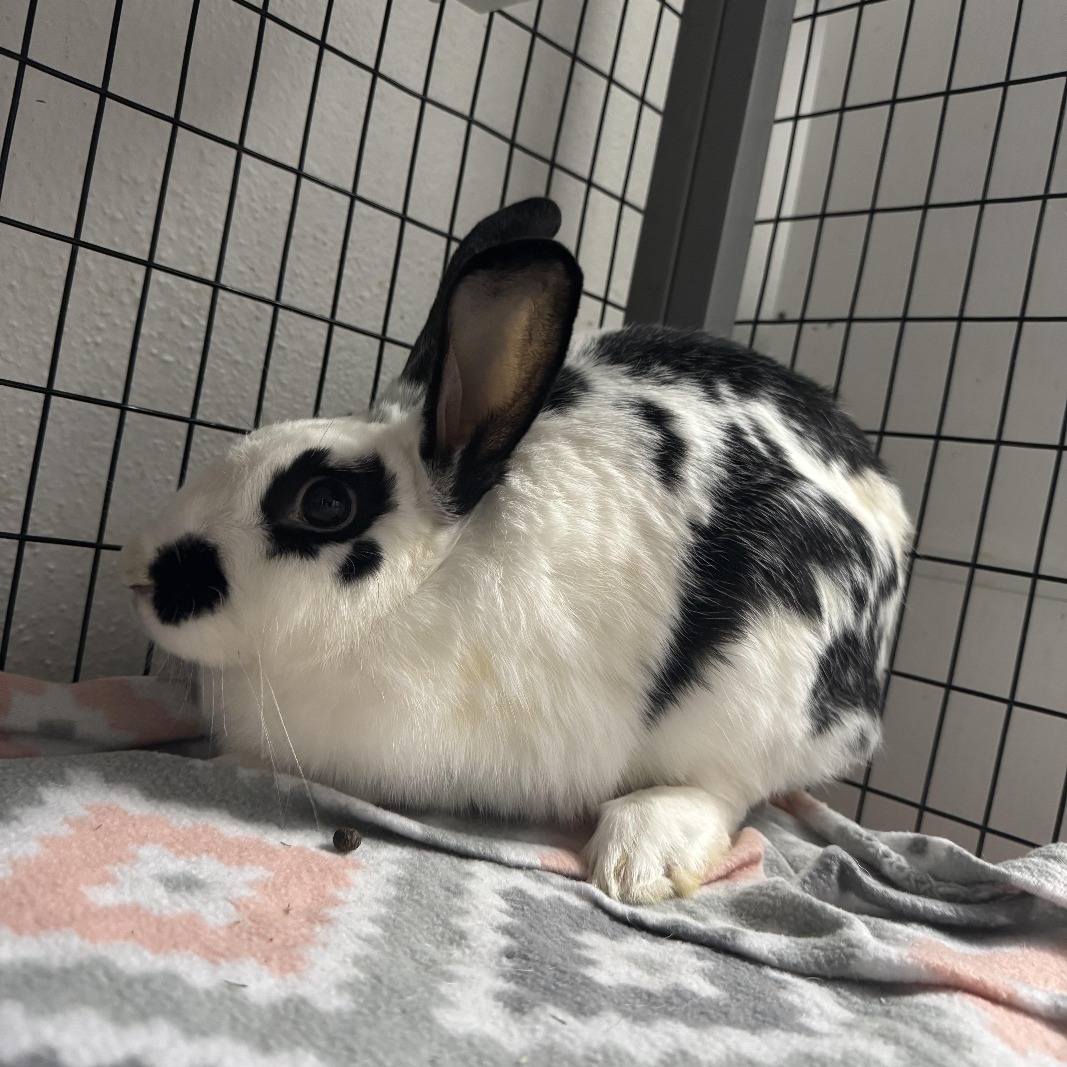 Enlarge Madison, a Adoptable mixed breed in Ponchatoula, LA image 3/3