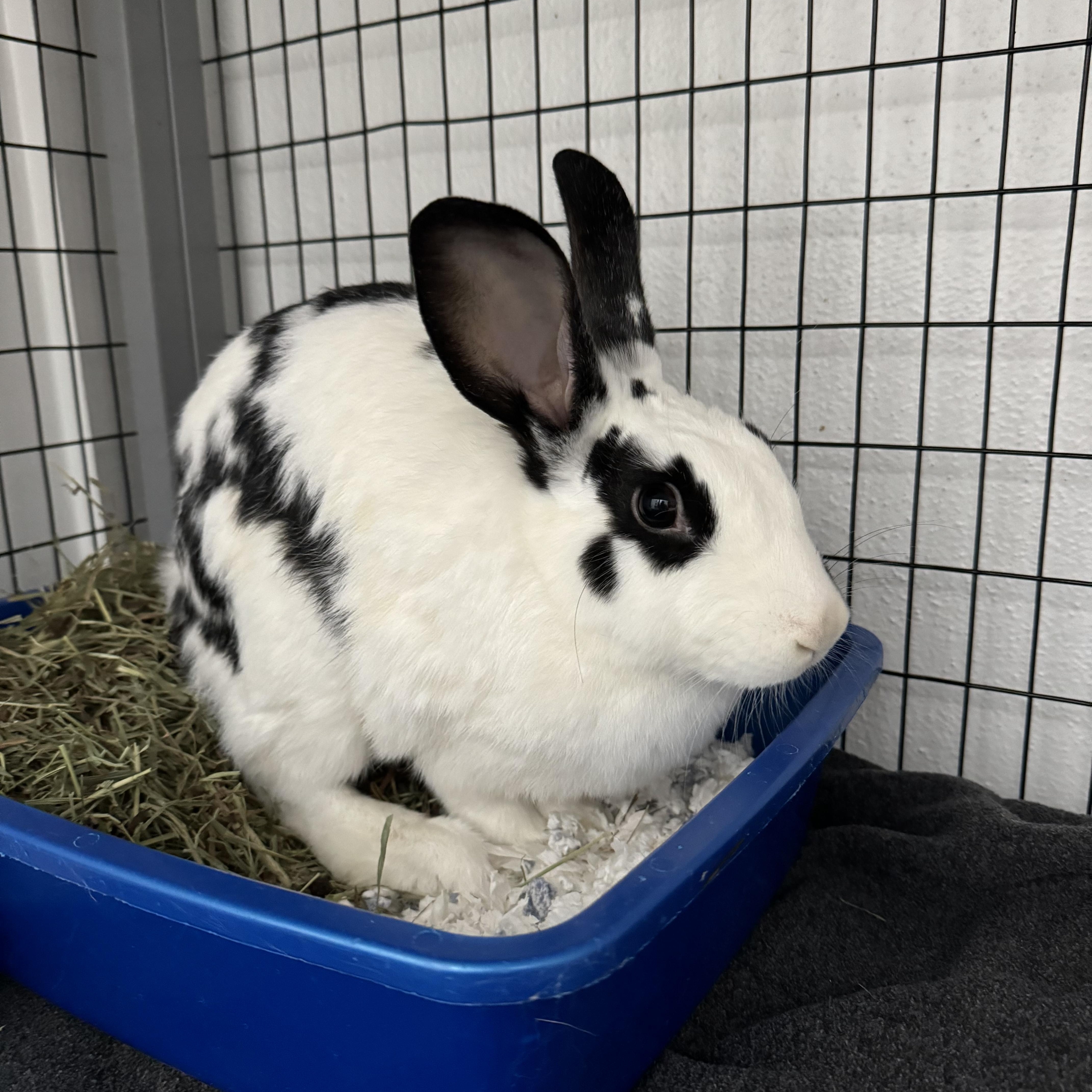 Madison, Adoptable, Young Female American.