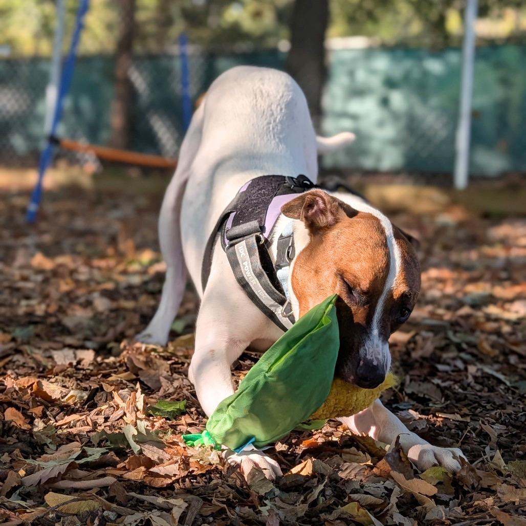 Ozzie, Adoptable, Adult Male Hound & Mixed Breed.