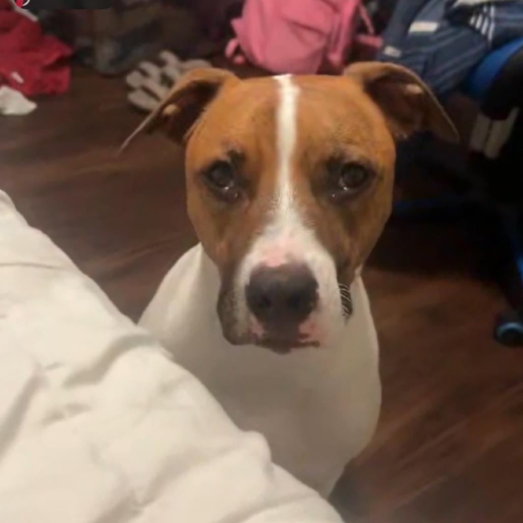 Ozzie, Adoptable, Adult Male Hound & Mixed Breed.