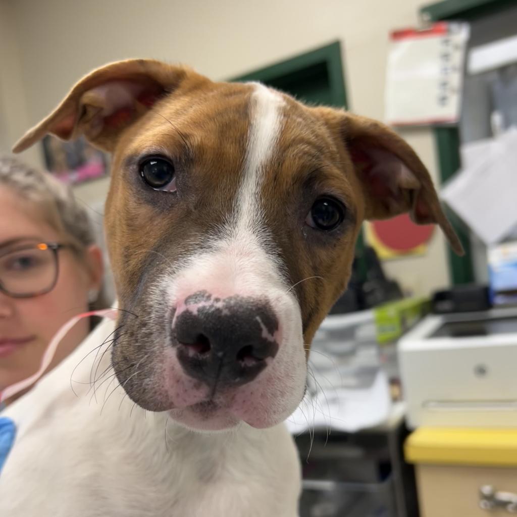 Enlarge Ozzie, a Adoptable mixed breed in Nashville, TN image 2/3