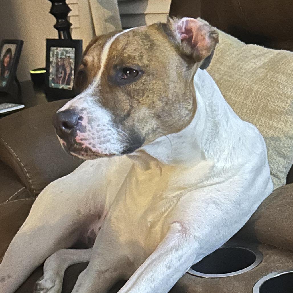 Enlarge Ozzie, a Adoptable mixed breed in Nashville, TN image 3/3