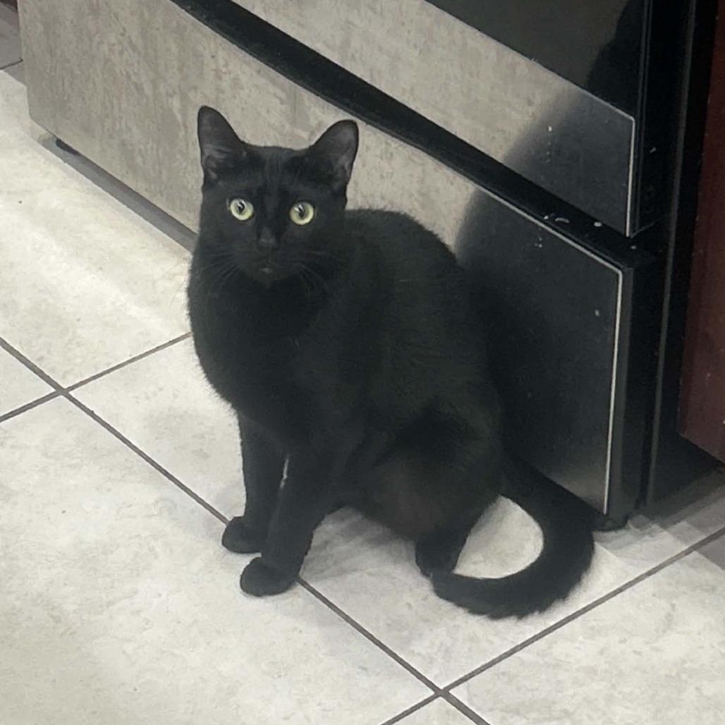 Enlarge Nebula, a Adoptable Domestic Short Hair in West Palm Beach, FL image 1/1