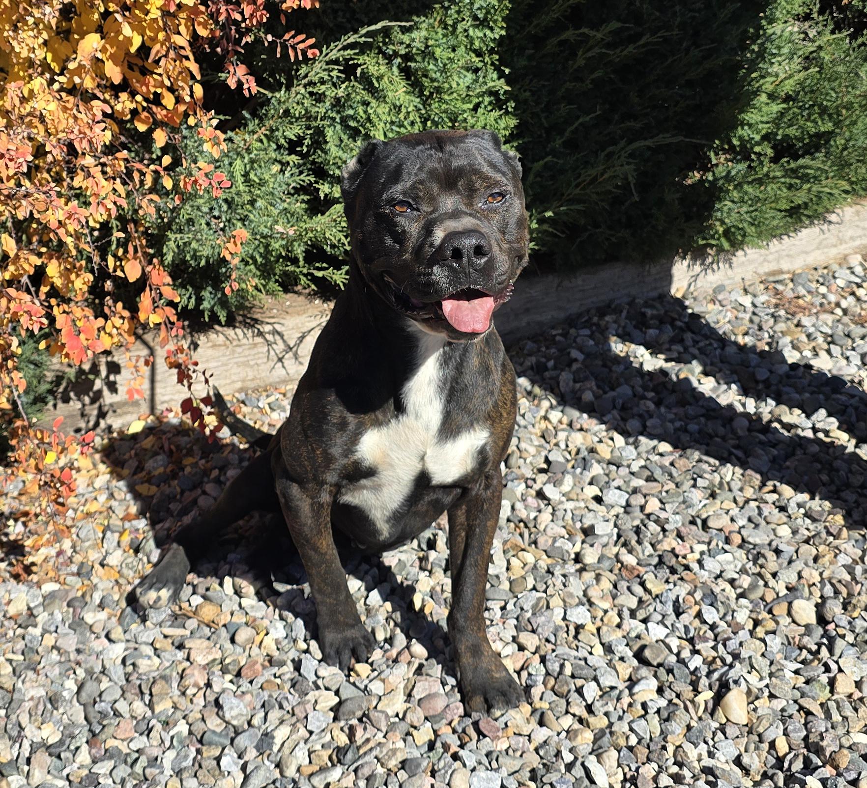 Enlarge Bodacious Mr Bark Vadar ~ ROCK STAR !, a Adoptable American Staffordshire Terrier in Albuquerque, NM image 2/5