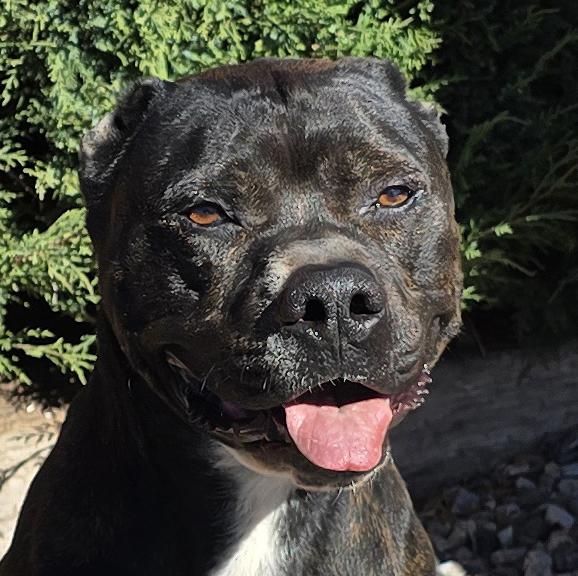 Enlarge Bodacious Mr Bark Vadar ~ ROCK STAR !, a Adoptable American Staffordshire Terrier in Albuquerque, NM image 1/5