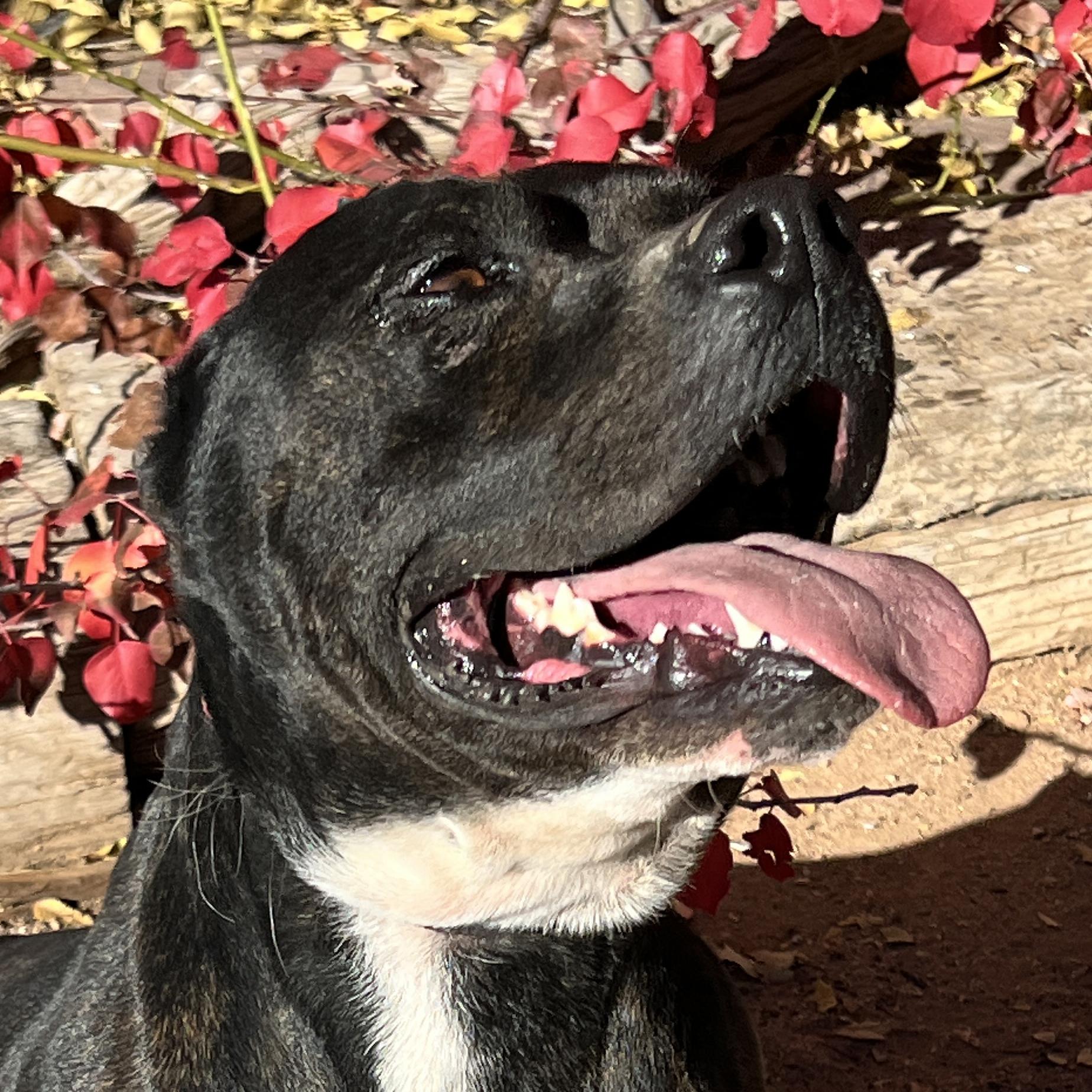 Bodacious Mr Bark Vadar ~ ROCK STAR !, a Adoptable American Staffordshire Terrier in Albuquerque, NM image 1/2