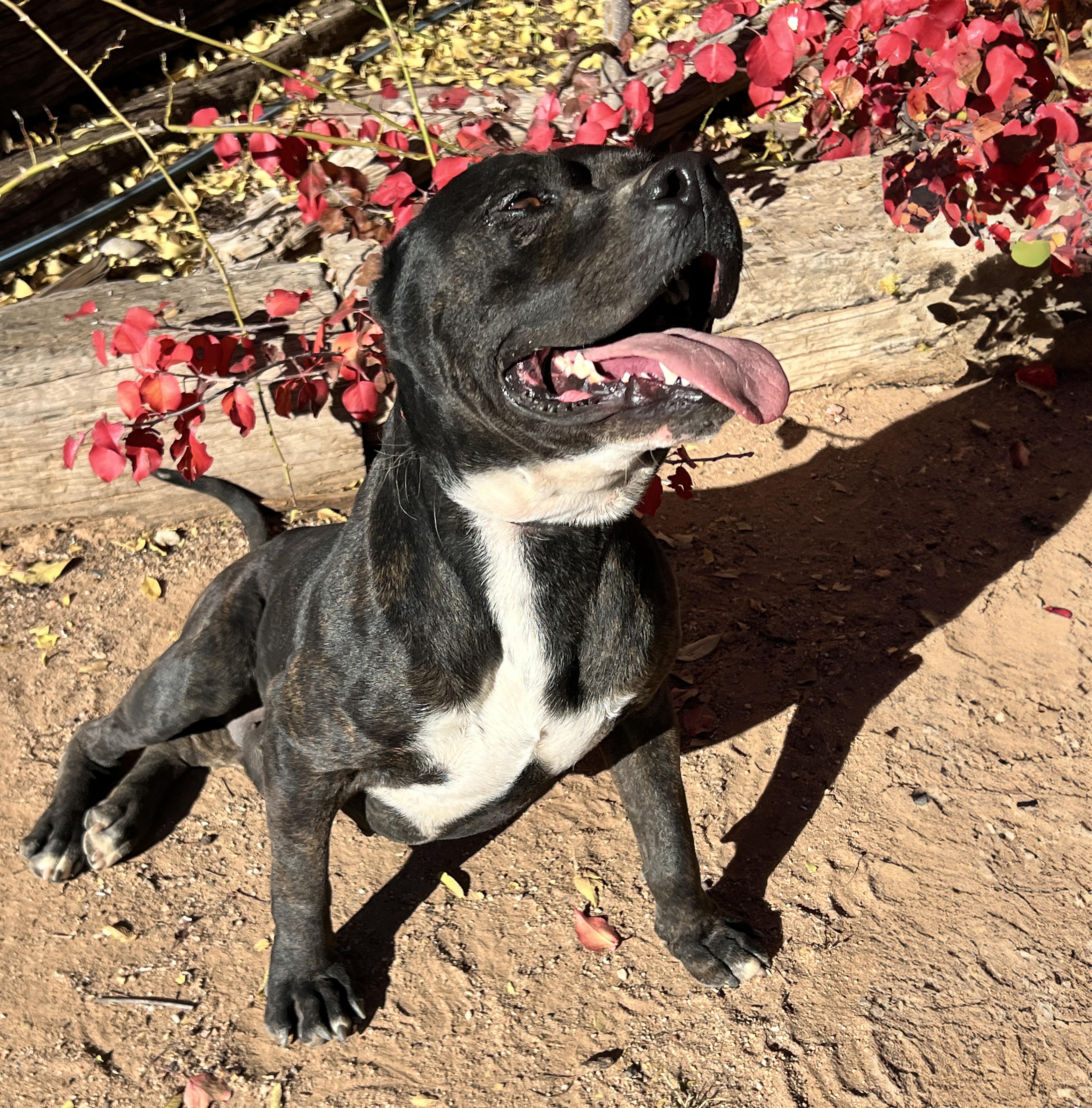 Bodacious Mr Bark Vadar ~ ROCK STAR !, a Adoptable American Staffordshire Terrier in Albuquerque, NM image 2/2