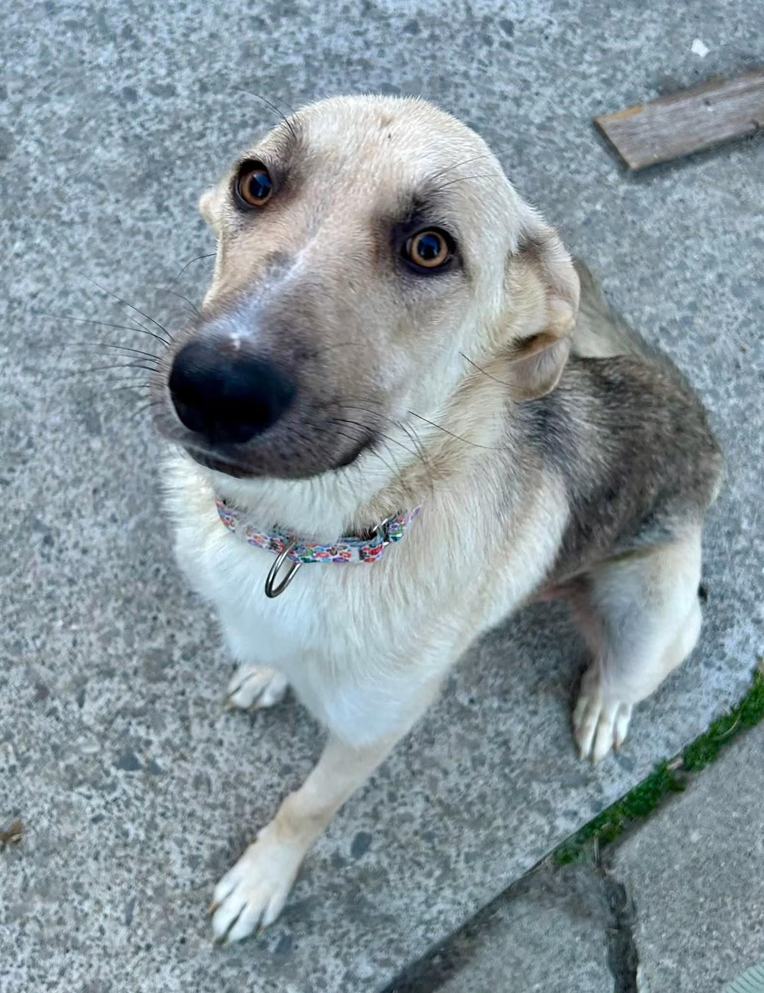 Enlarge Junebug, a ADOPTABLE mixed breed in Sterling Heights, MI image 2/6