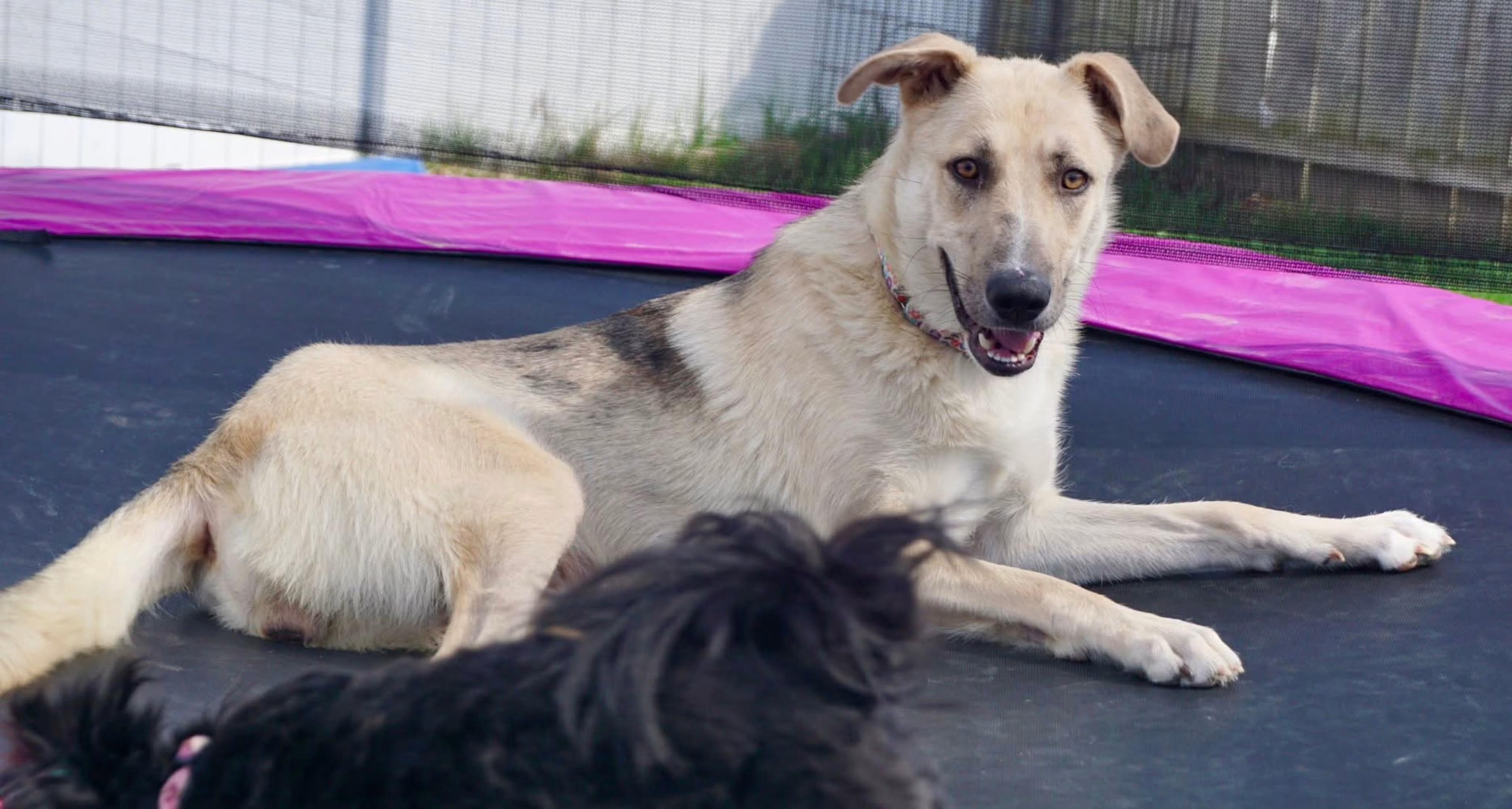 Enlarge Junebug, a ADOPTABLE mixed breed in Sterling Heights, MI image 4/6