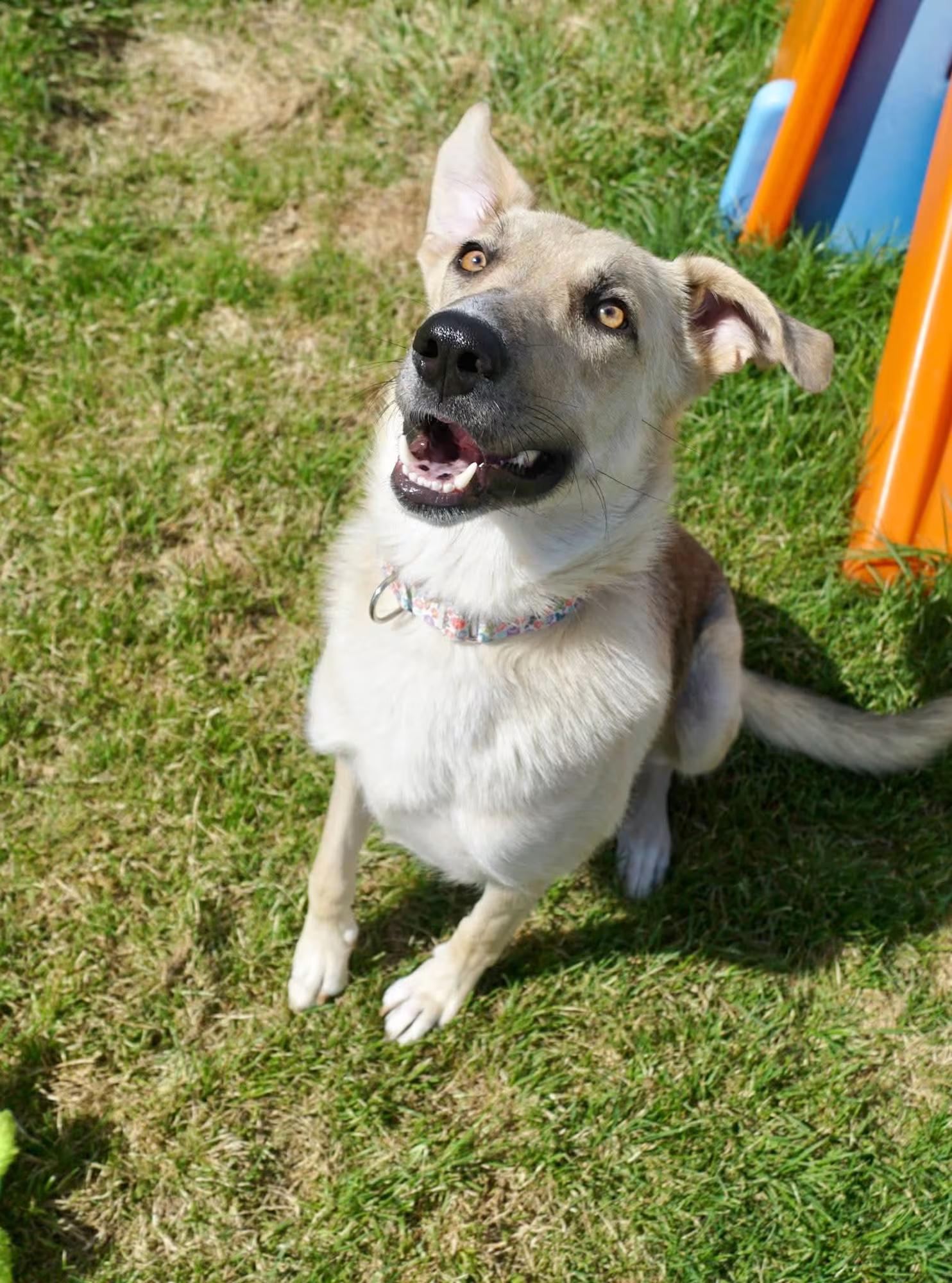 Enlarge Junebug, a ADOPTABLE mixed breed in Sterling Heights, MI image 5/6