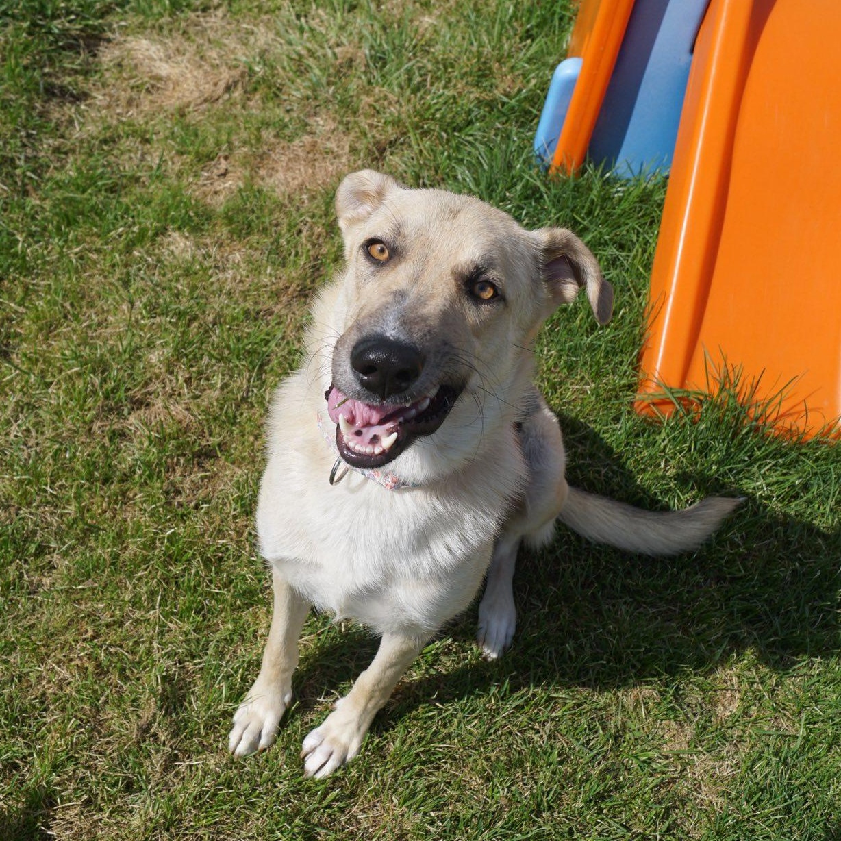 Junebug, ADOPTABLE, Adult Female German Shepherd Dog.