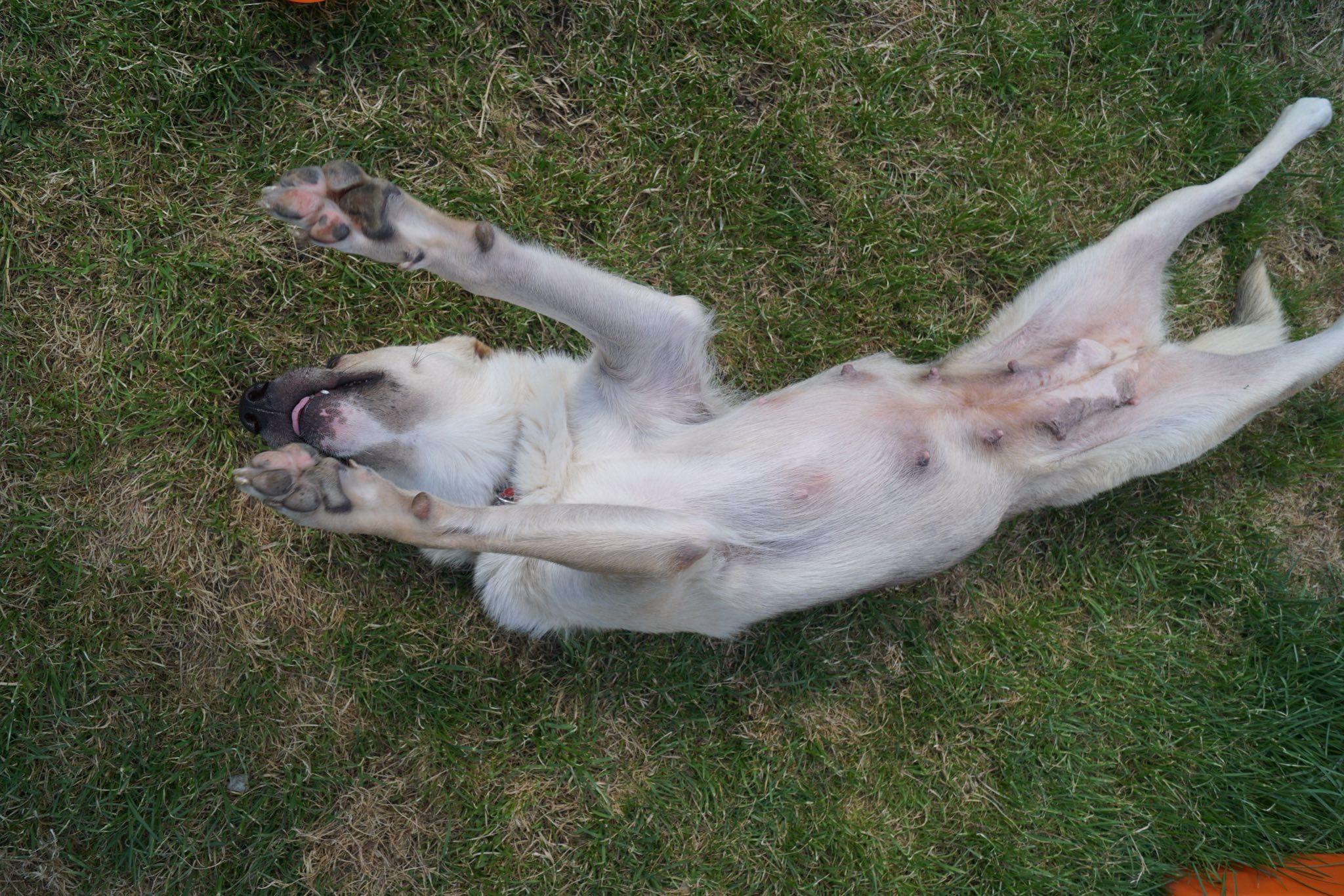 Enlarge Junebug, a ADOPTABLE mixed breed in Sterling Heights, MI image 6/6