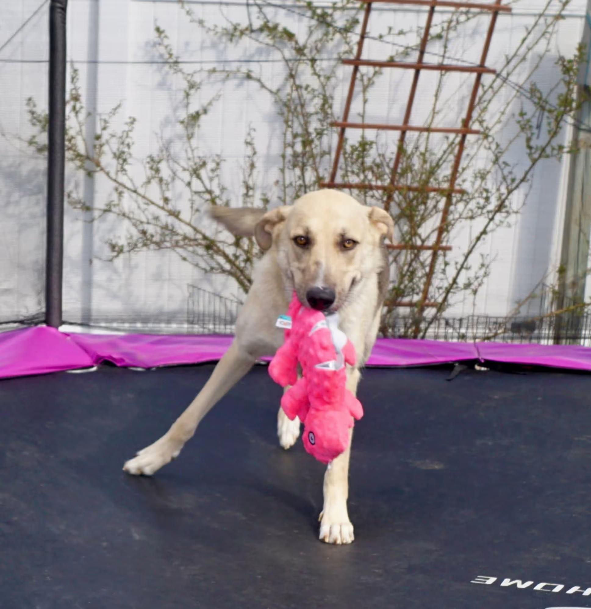 Enlarge Junebug, a ADOPTABLE mixed breed in Sterling Heights, MI image 3/6