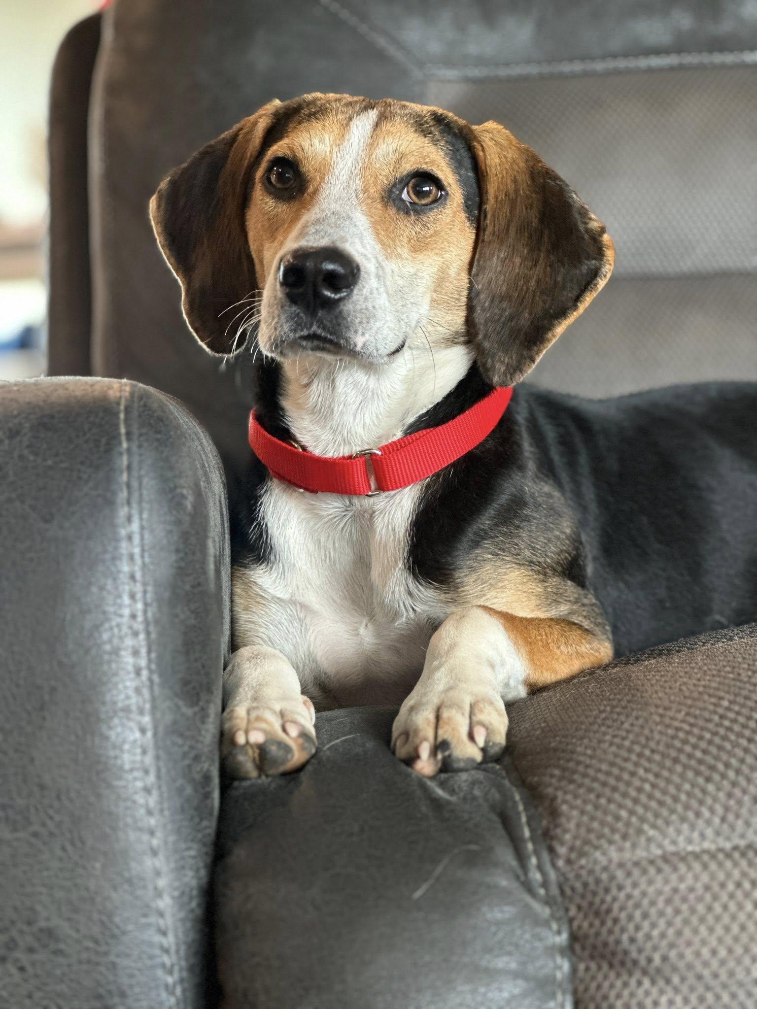Enlarge Cosmo (Adoption Pending), an adopted Treeing Walker Coonhound in Ocean Springs, MS image 1/5