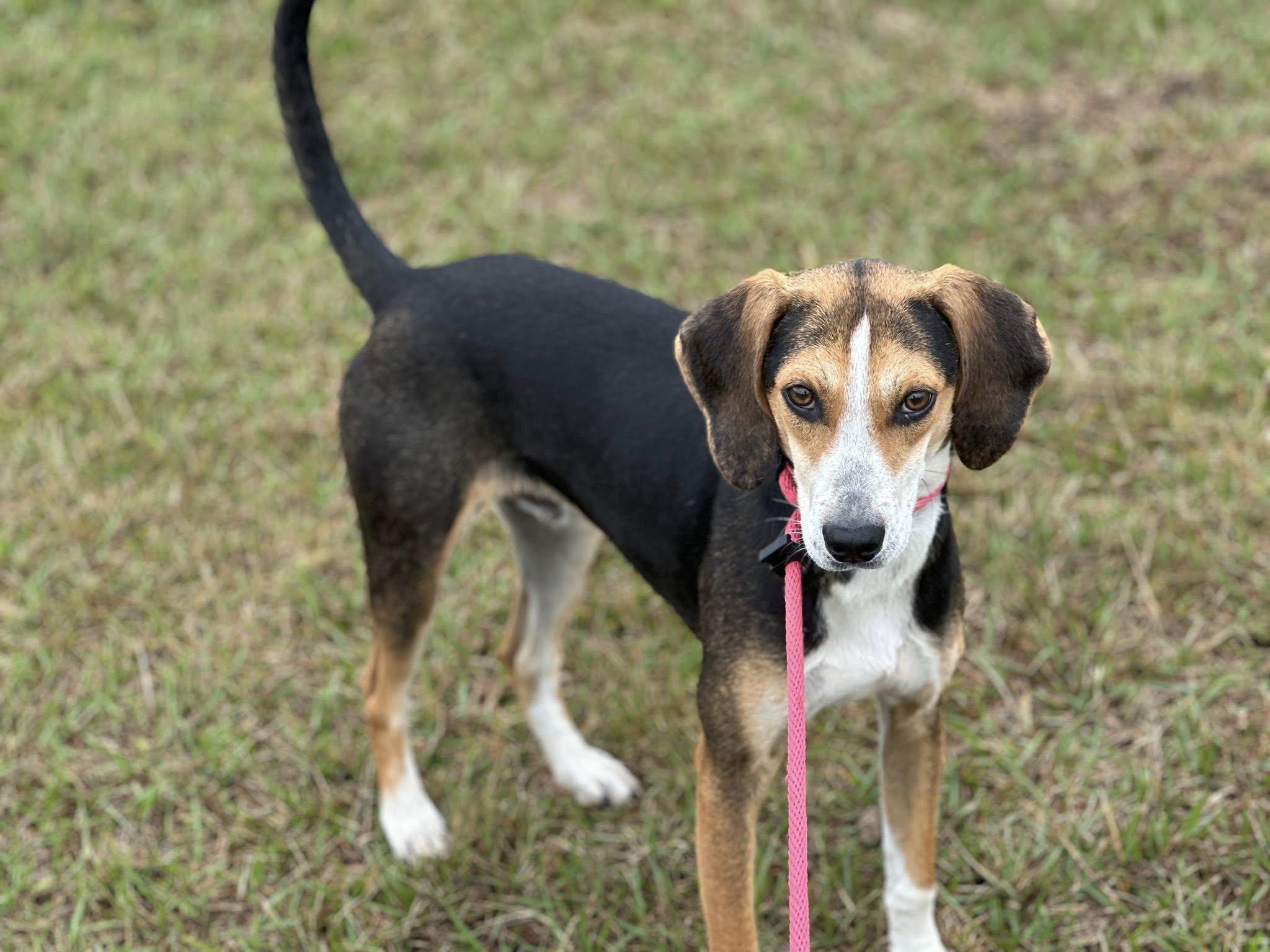 Enlarge Cosmo (Adoption Pending), an adopted Treeing Walker Coonhound in Ocean Springs, MS image 5/5