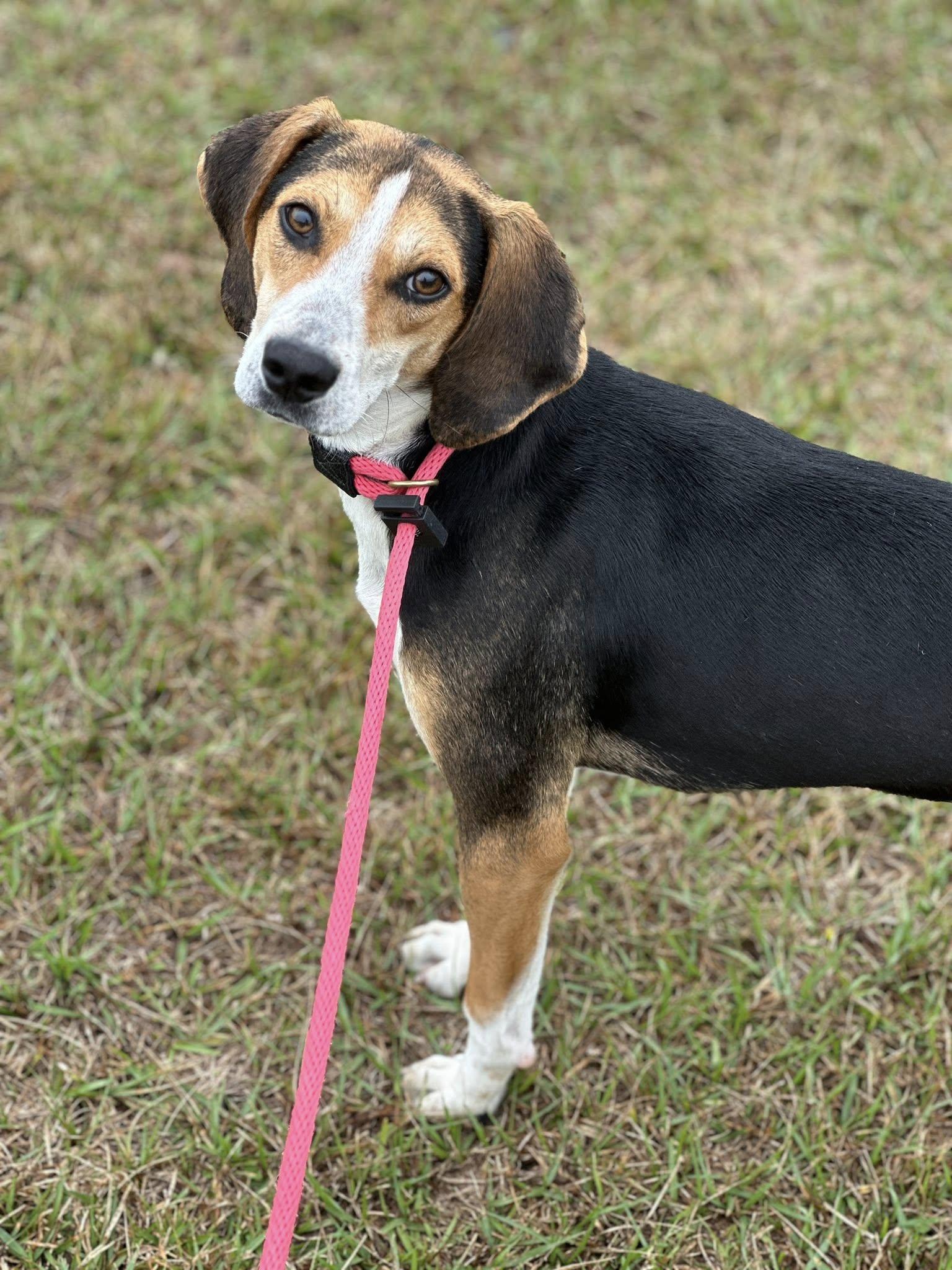 Enlarge Cosmo (Adoption Pending), an adopted Treeing Walker Coonhound in Ocean Springs, MS image 2/5