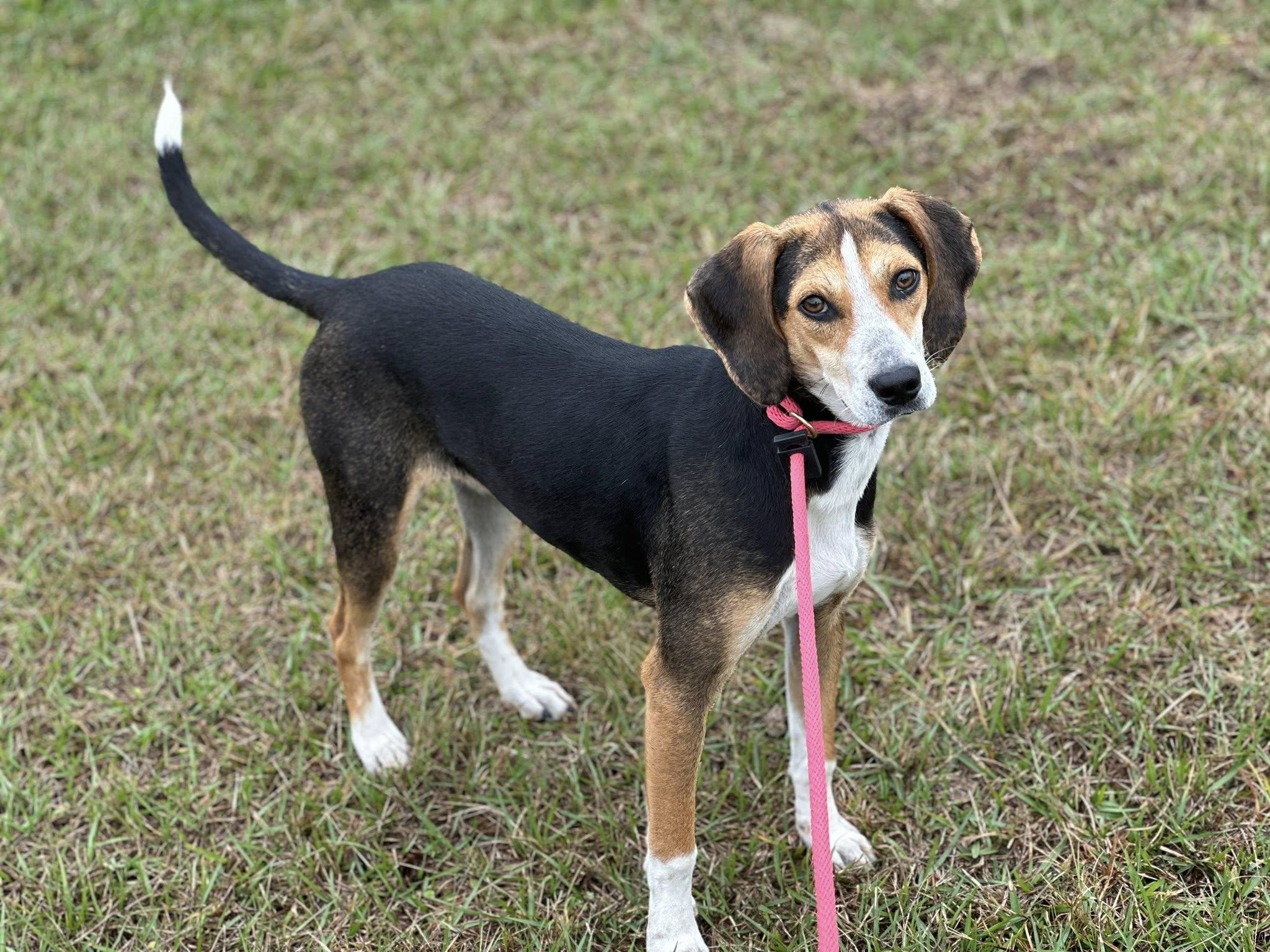 Enlarge Cosmo (Adoption Pending), an adopted Treeing Walker Coonhound in Ocean Springs, MS image 4/5