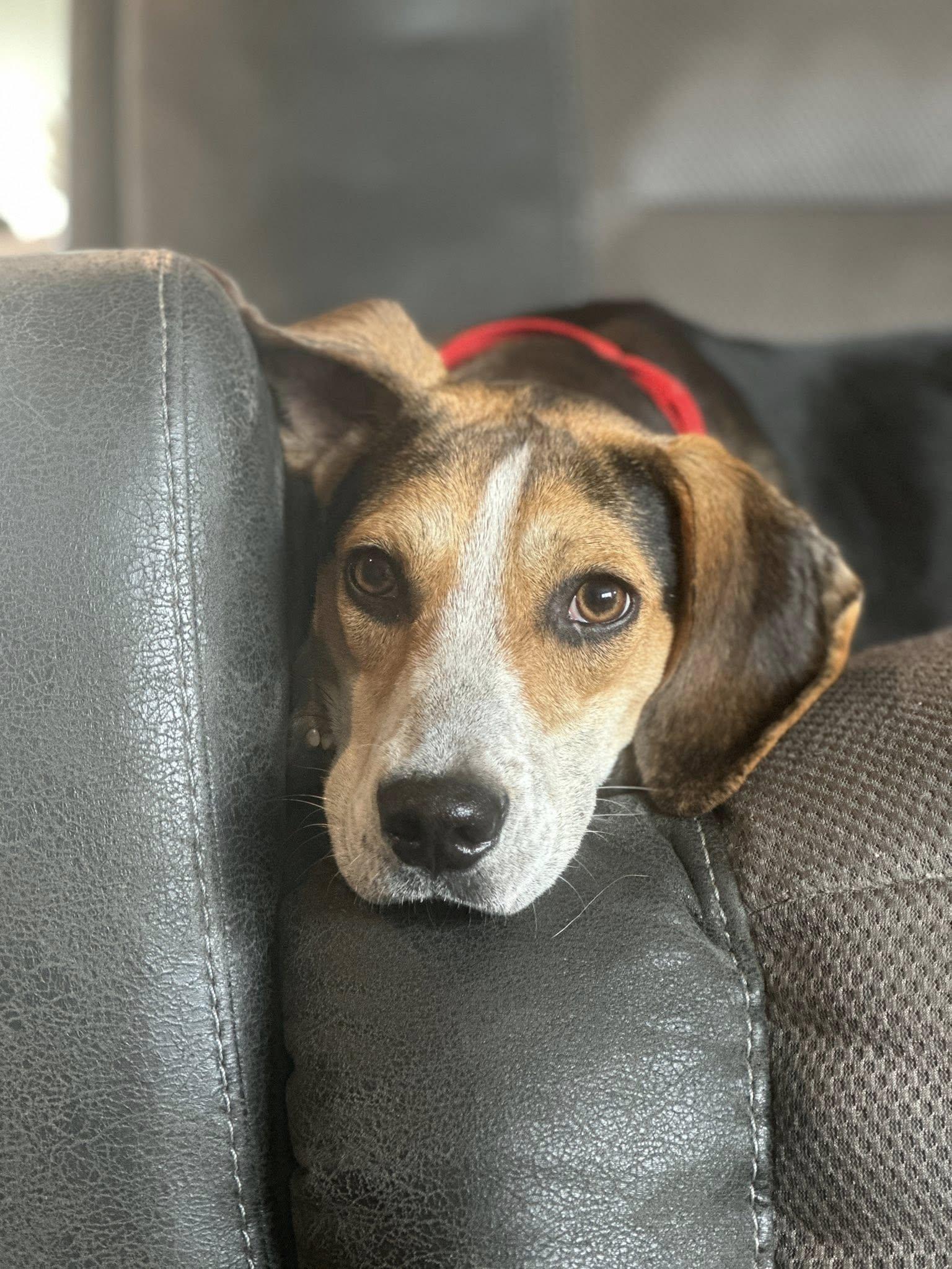 Enlarge Cosmo (Adoption Pending), an adopted Treeing Walker Coonhound in Ocean Springs, MS image 3/5