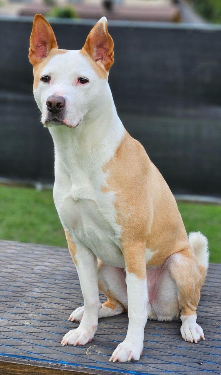 Rudy, Adult Male American Staffordshire Terrier