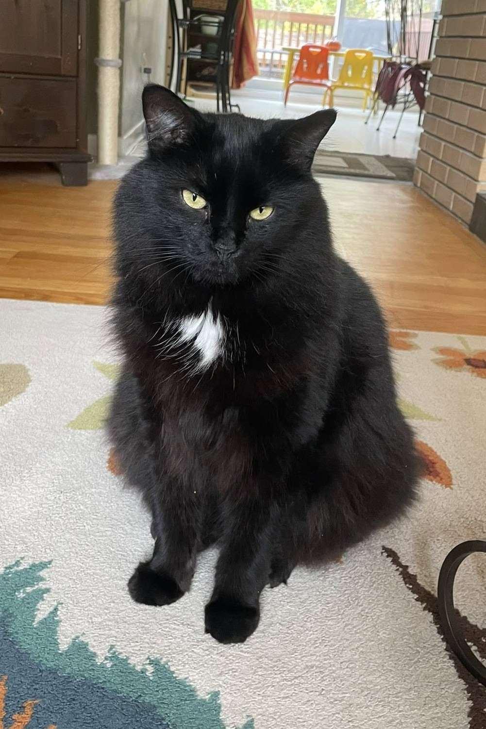 Enlarge Calypso (to be adopted with Milkshake), a Adoptable Domestic Long Hair in Nepean, ON image 1/1