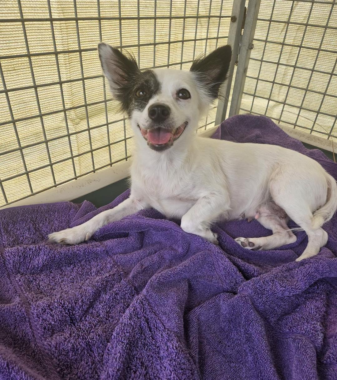 Gracie, ADOPTABLE, Young Female Mixed Breed.