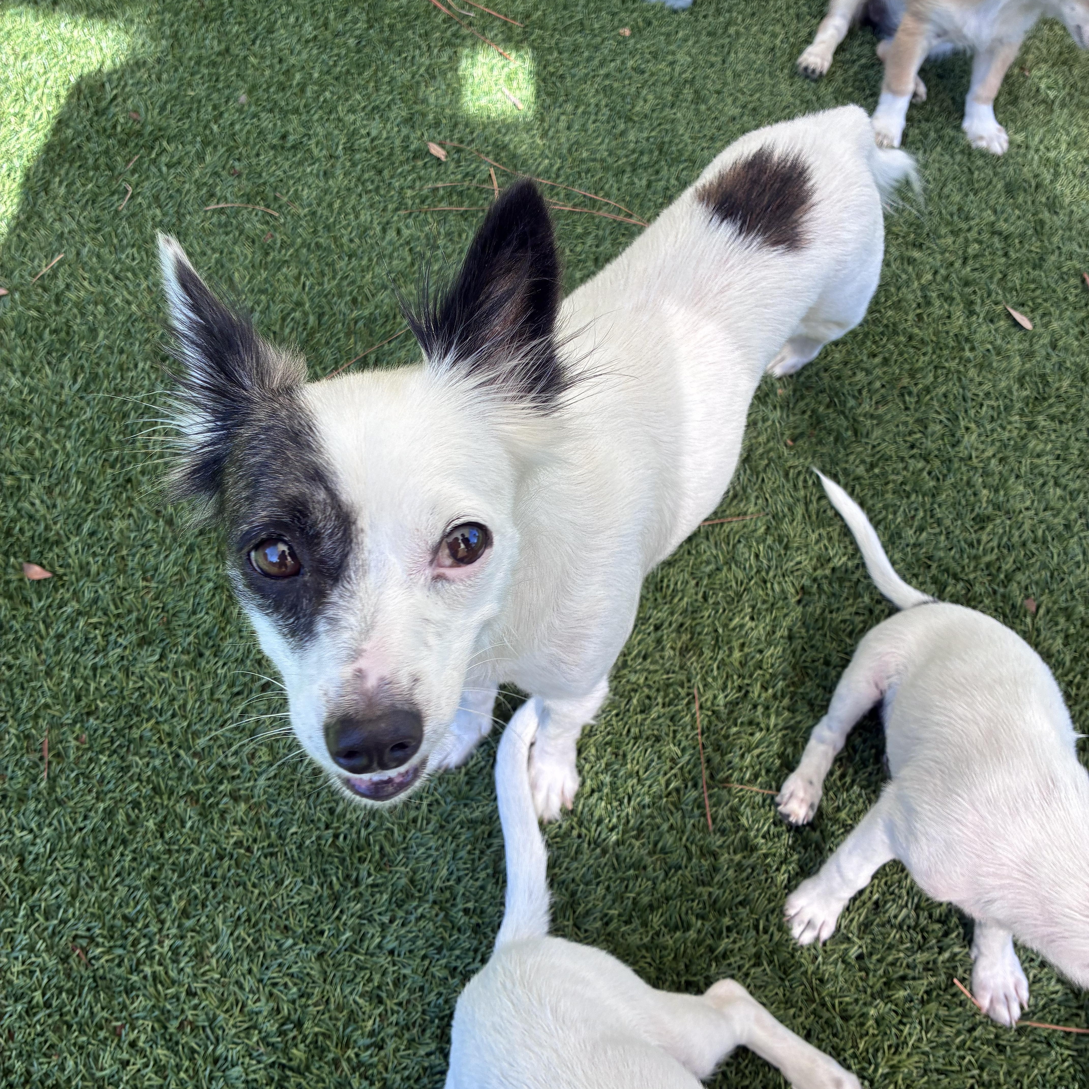 Enlarge Gracie, a ADOPTABLE Mixed Breed in Ruskin, FL image 2/2