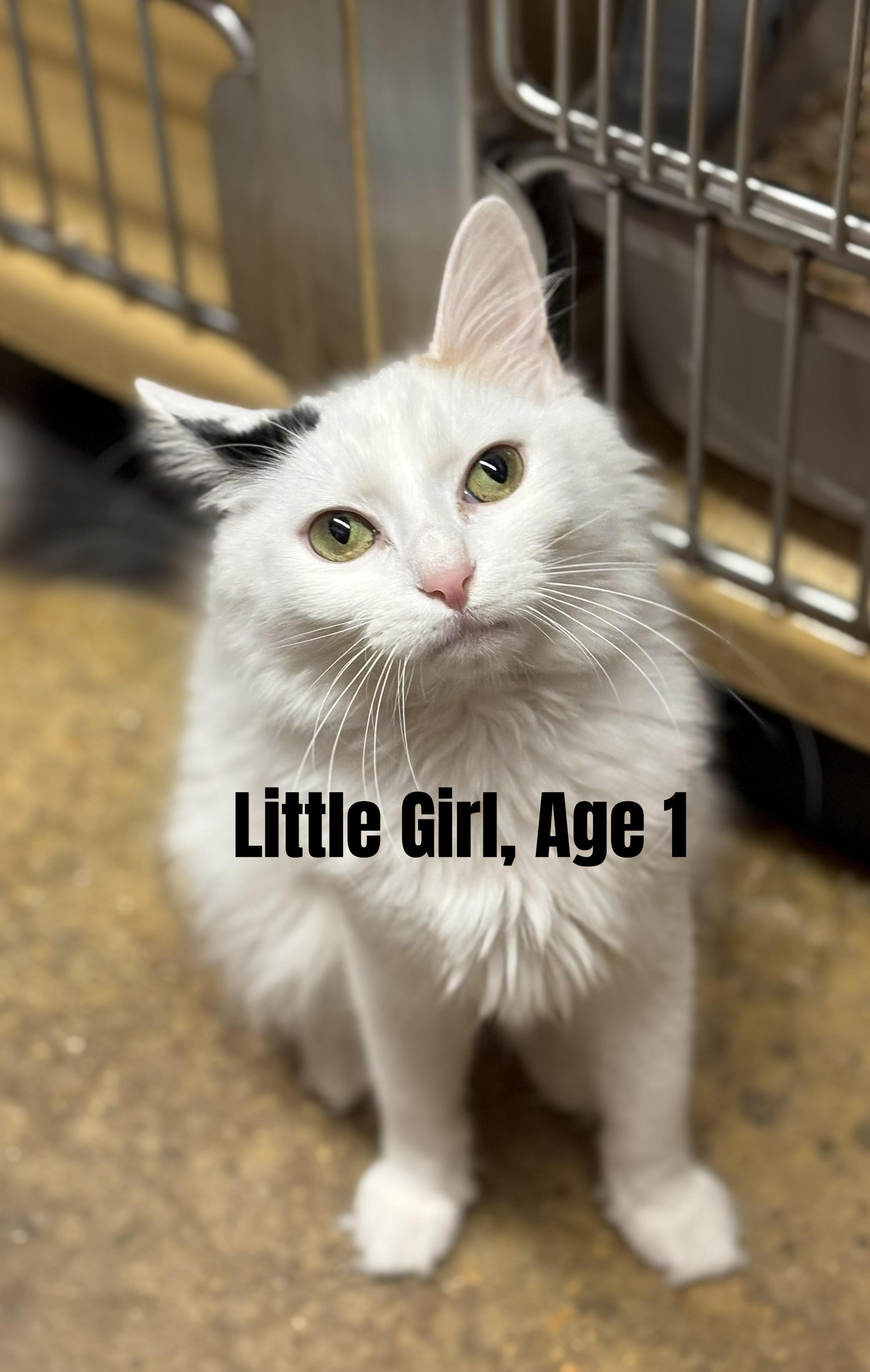Little Girl (aka White Fury), an adoptable Domestic Medium Hair in Fairfax, VA image 3/4