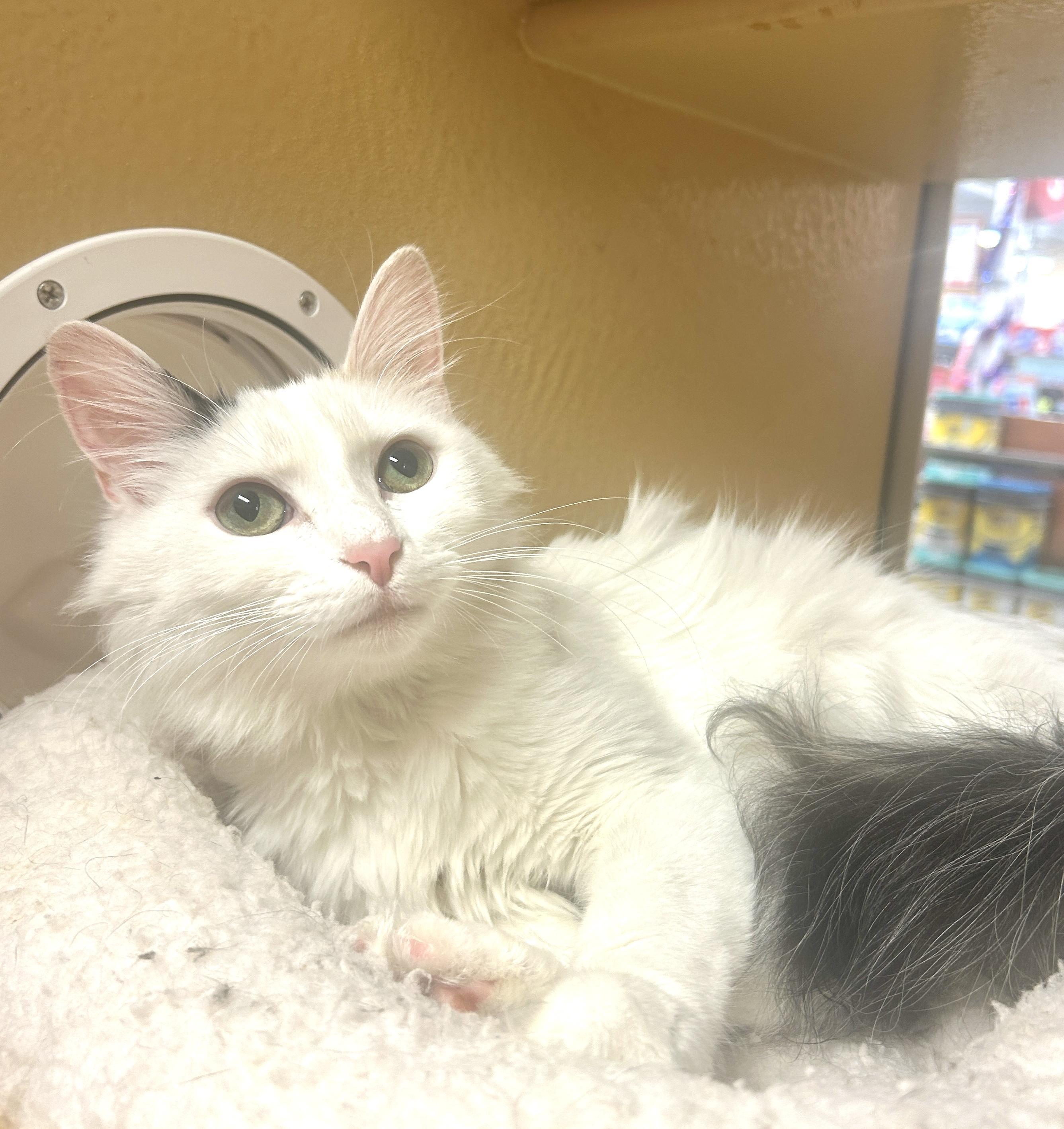 Little Girl (aka White Fury), an adoptable Domestic Medium Hair in Fairfax, VA image 2/4