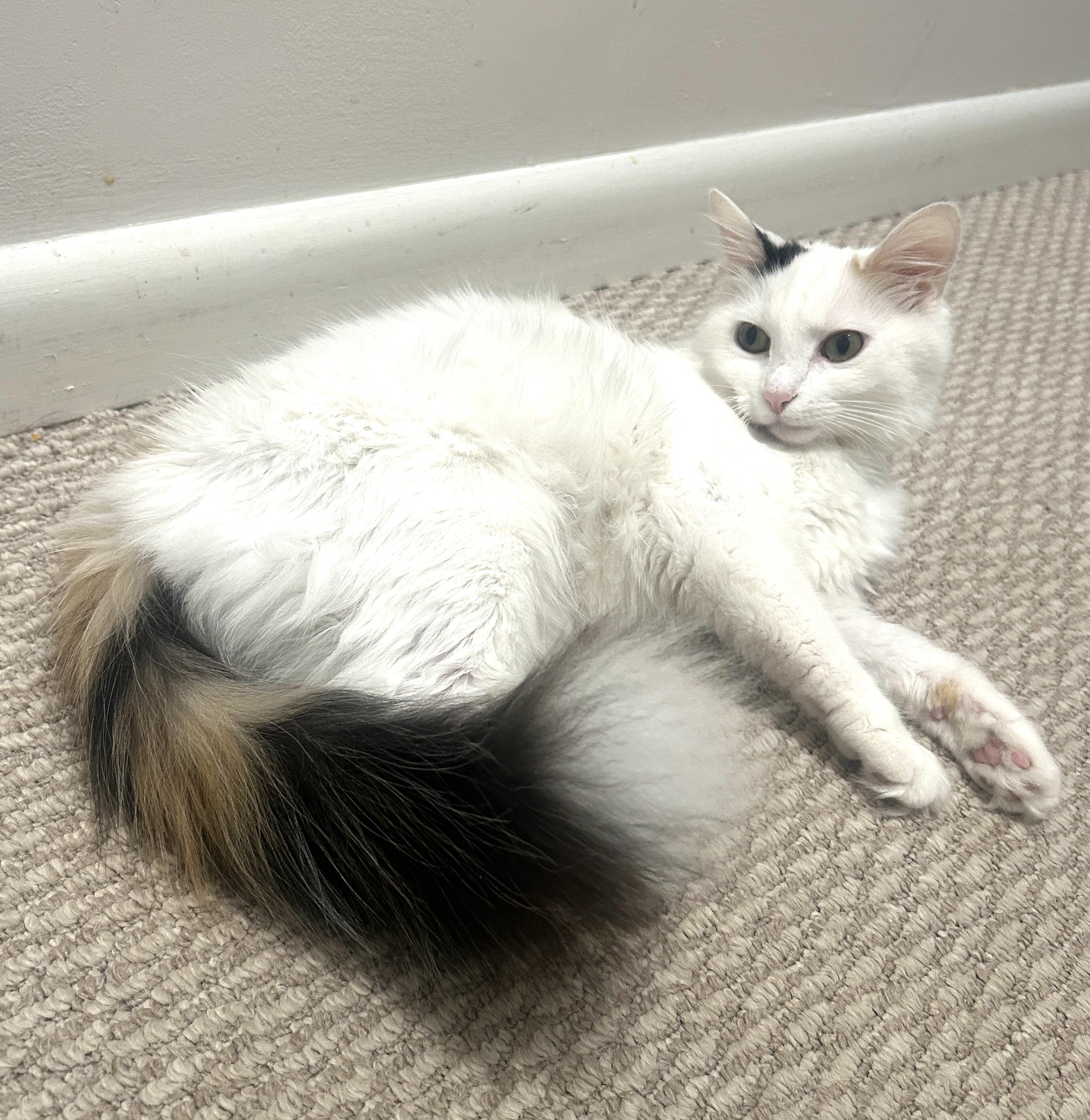 Little Girl (aka White Fury), adoptable, Young Female Domestic Medium Hair.