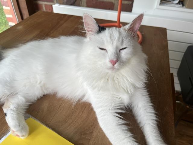 Little Girl (aka White Fury), adoptable, Young Female Domestic Medium Hair.