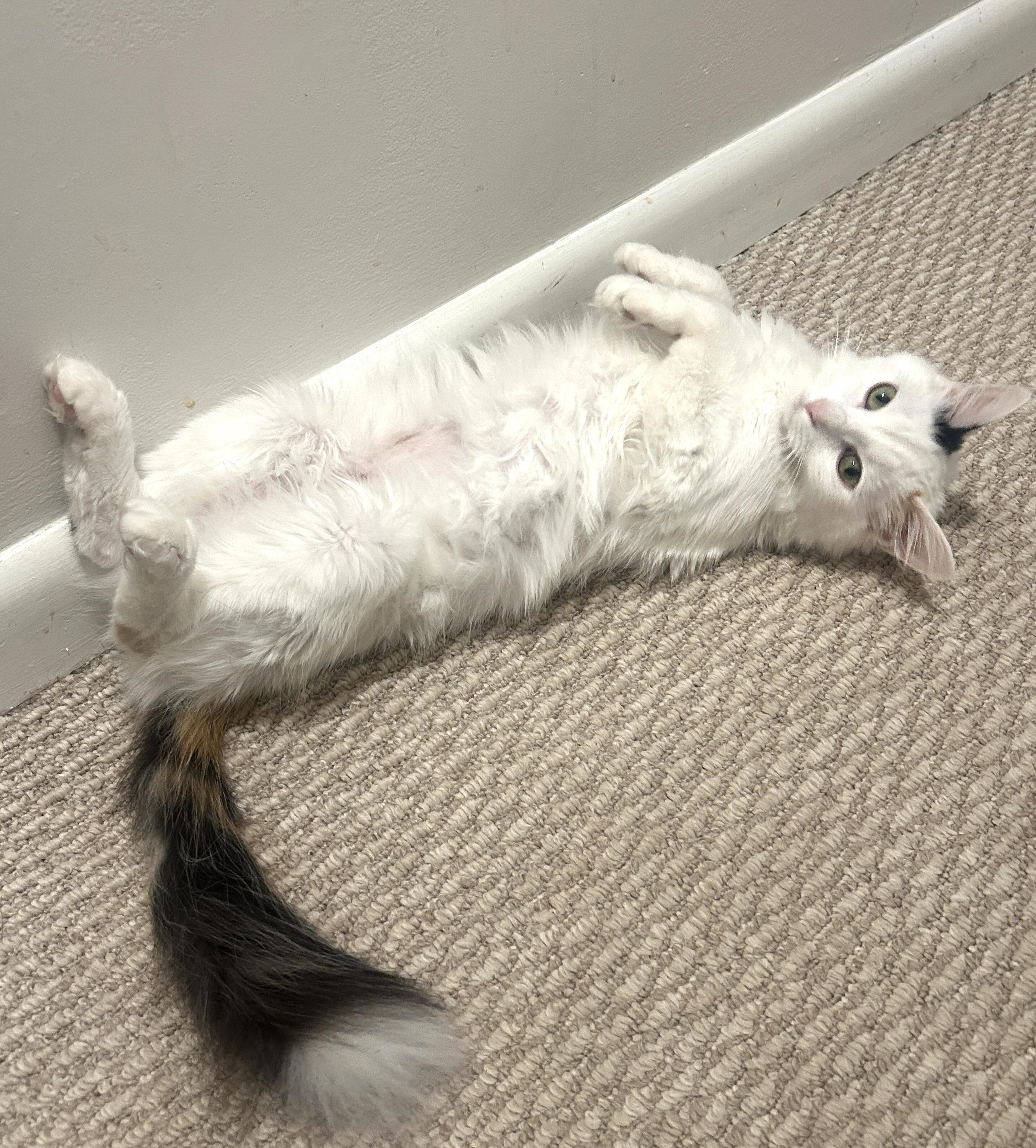 Little Girl (aka White Fury), an adoptable Domestic Medium Hair in Fairfax, VA image 4/4