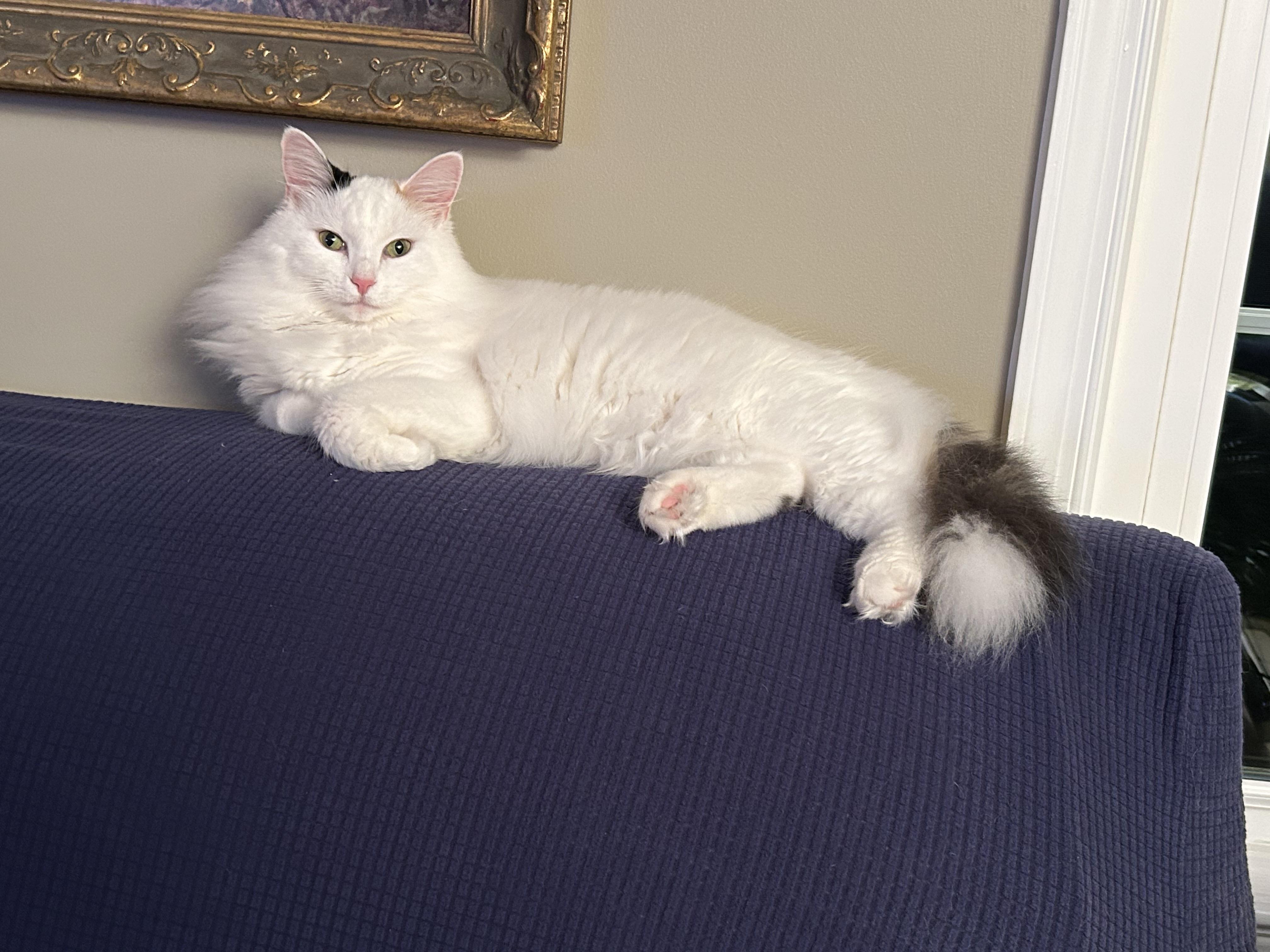 Little Girl (aka White Fury), Adoptable, Young Female Domestic Medium Hair.