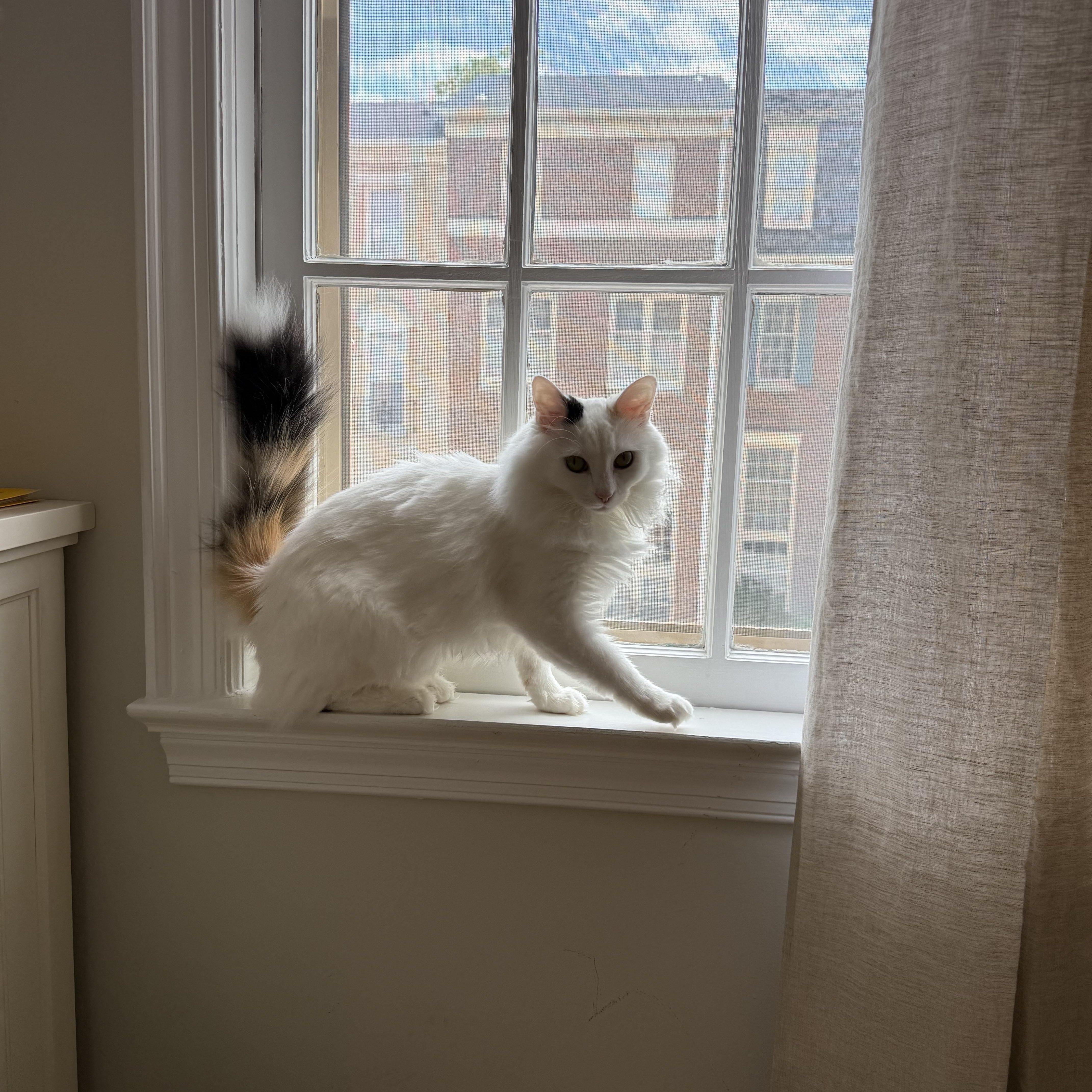 Enlarge Little Girl (aka White Fury), a Adoptable Domestic Medium Hair in Fairfax, VA image 5/6