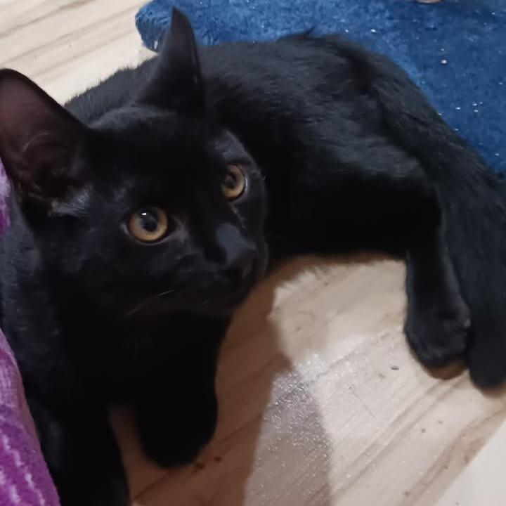 Toothless, a Adoptable Domestic Short Hair in Coos Bay, OR image 1/2