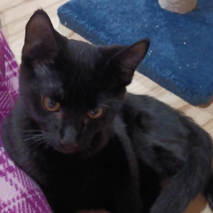 Toothless, a Adoptable Domestic Short Hair in Coos Bay, OR image 2/2