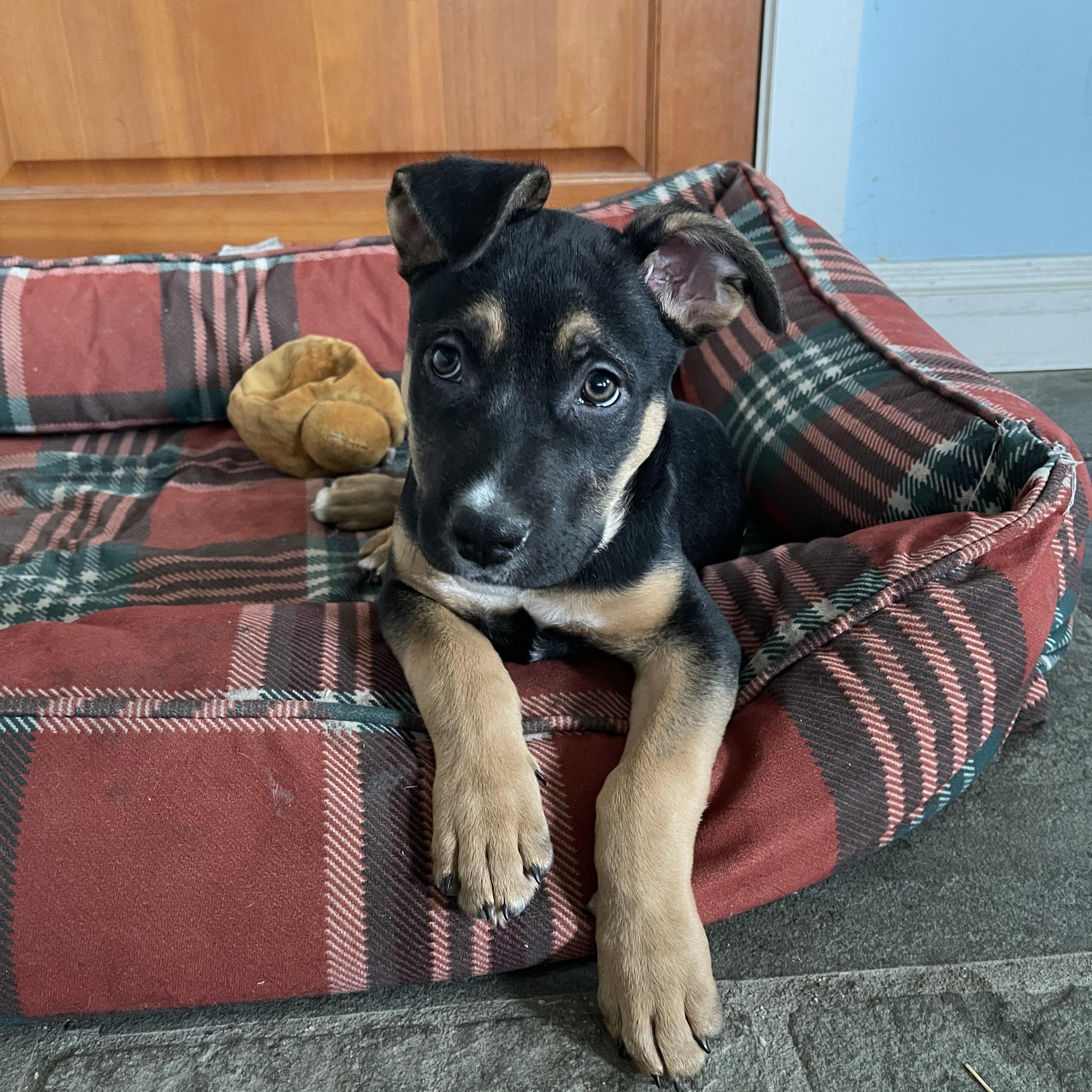 Josh Allen, adopted, Puppy Male Mixed Breed.